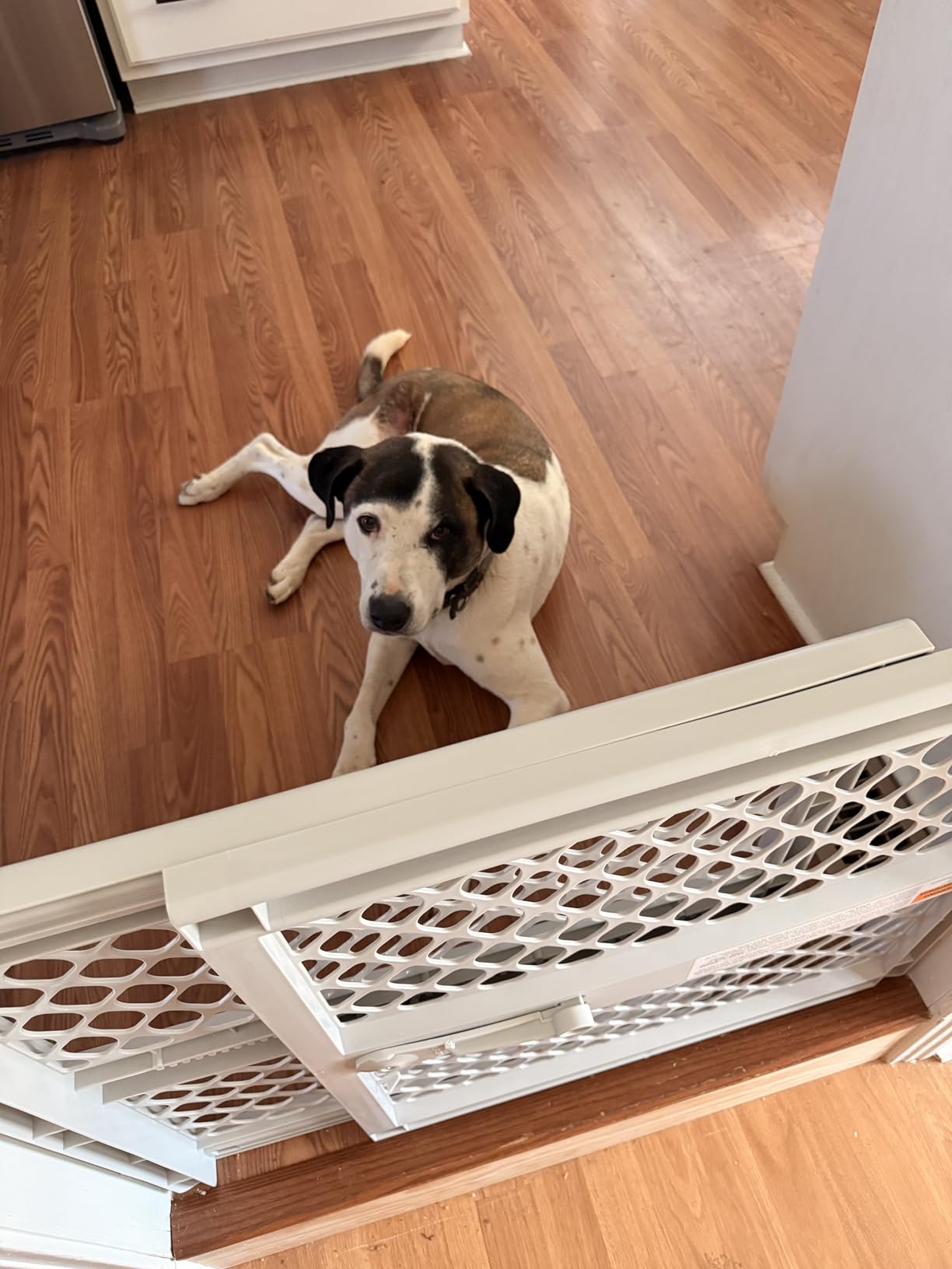 MYPET Universal Pet Gate: 26