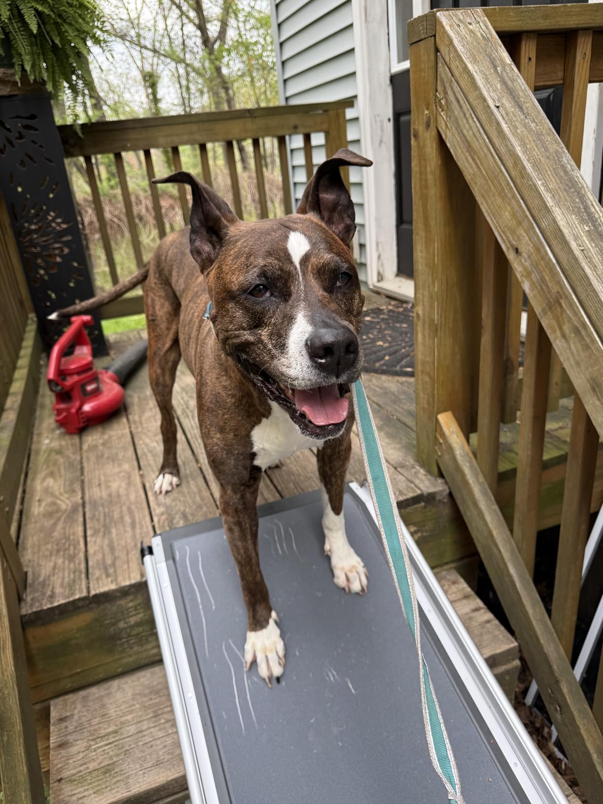 PetSafe Happy Ride Extra Long Telescoping Dog Ramp, Portable Pet Ramp for Cars, Trucks & SUVs with Adjustable Sizing | Extends 47-87 in to Reach Tall Trucks & SUVs, Rubber Feet, Side Rails, Safety Latch for Storage, Supports Dogs up to 300 Lb customer photo 1
