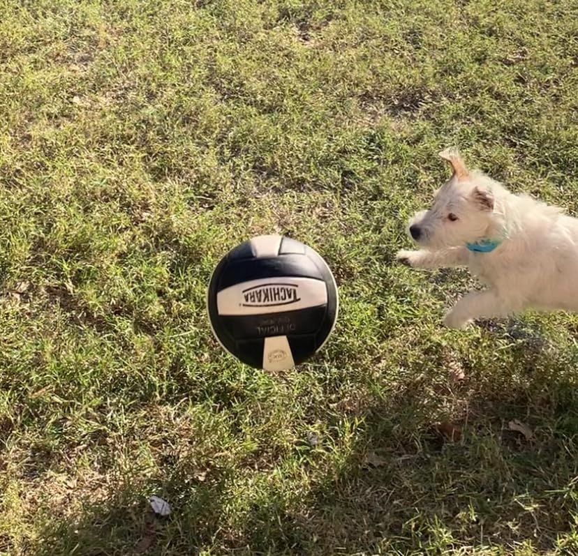 Tachikara Institutional Quality Composite Leather Volleyball, Royal-White customer photo 1