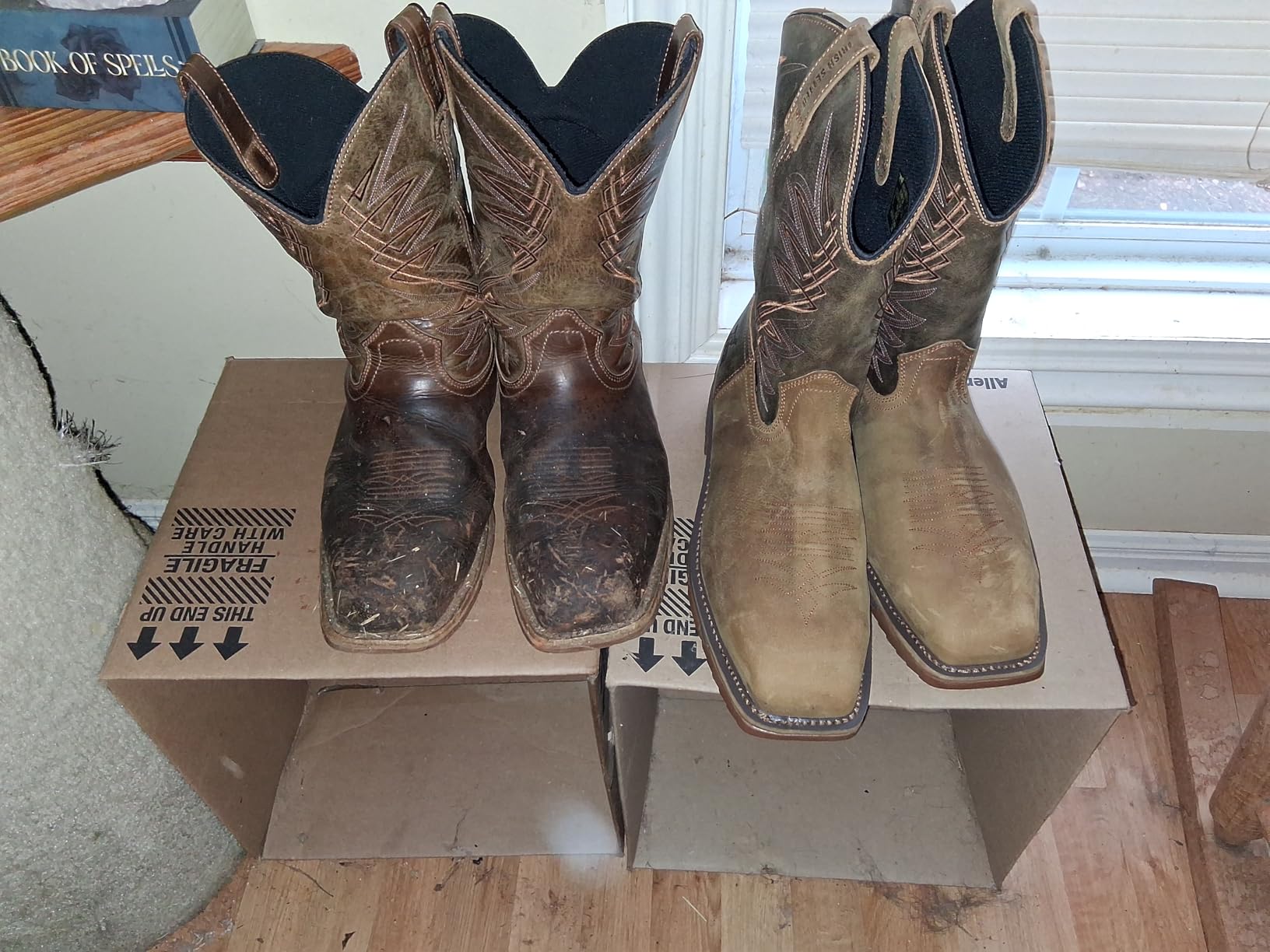 Irish Setter Marshall 11