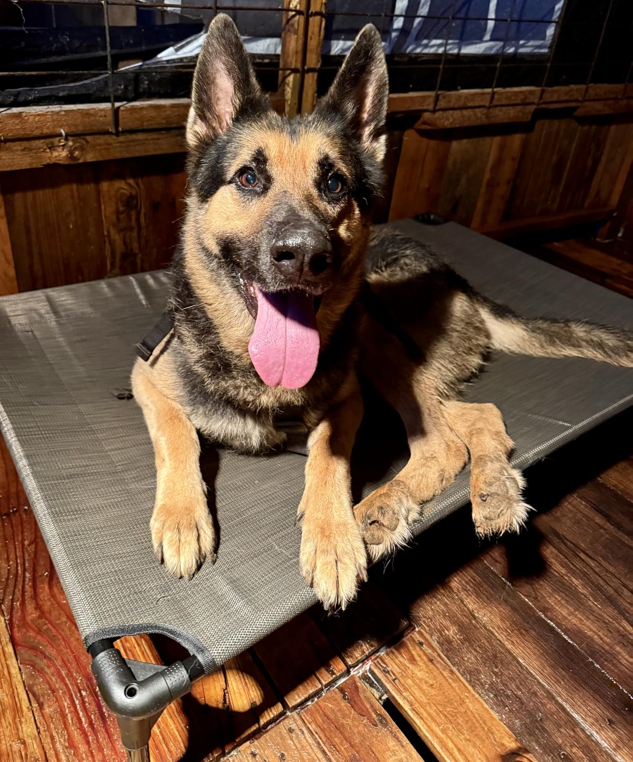 Veehoo Outdoor Elevated Dog Bed Large Sized Dogs, XL Cooling Raised Dog Cots Beds Training Platform Off Ground Hammock with Breathable Mesh, No-Slip Feet, 49