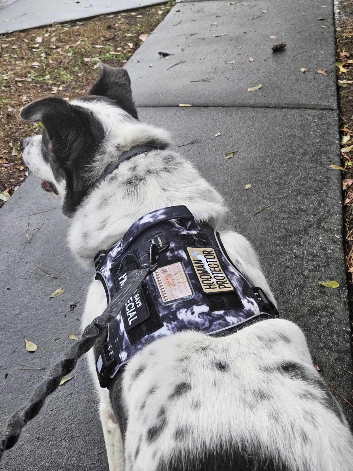 Auroth Tactical Dog Harness for Large Dogs No Pull Adjustable Pet Harness Reflective K9 Working Training Easy Control Pet Vest Military Service Dog Harnesses Army Yellow L customer photo 2