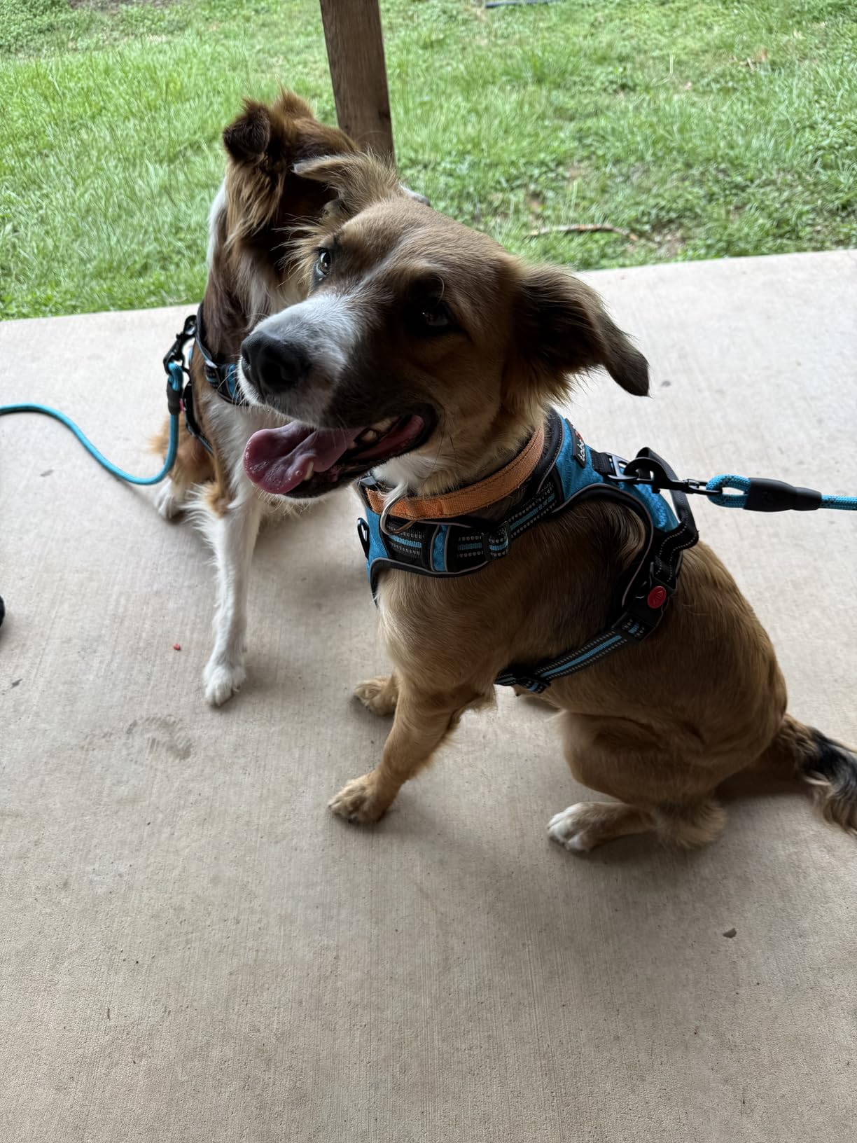 tobeDRI No Pull Dog Harness Adjustable Reflective Oxford Easy Control Medium Large Dog Harness with A Free Heavy Duty 5ft Dog Leash customer photo 2