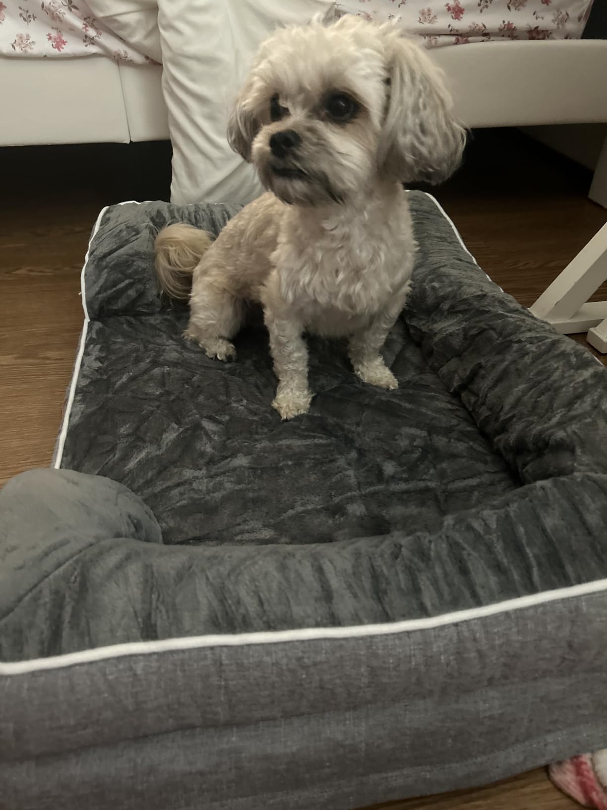 EHEYCIGA Orthopedic Dog Beds Large Sized Dog, Waterproof Memory Foam Pet Bed with Sides, Non-Slip Bottom Large Pet Bed with Washable Removable Cover, Grey customer photo 1