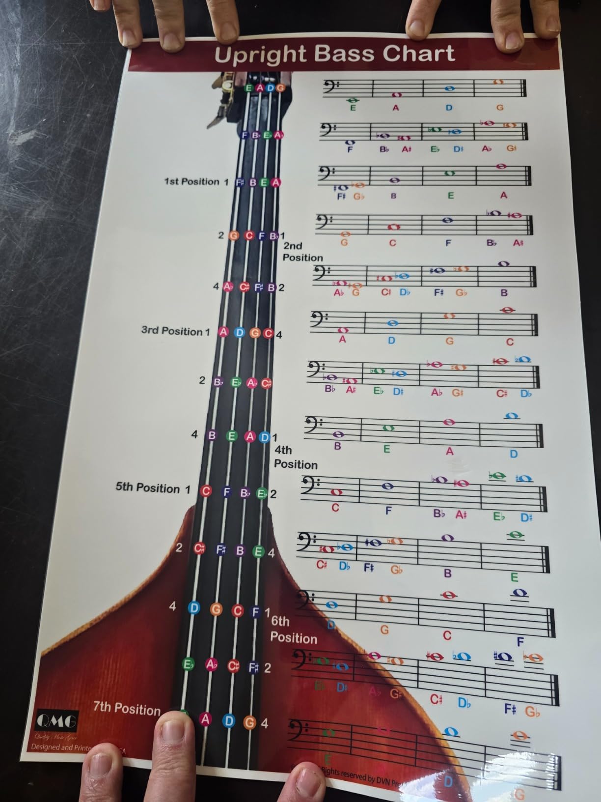 QMG Upright Bass Fingering Chart with Color-Coded Notes, Double Bass Chart customer photo 1