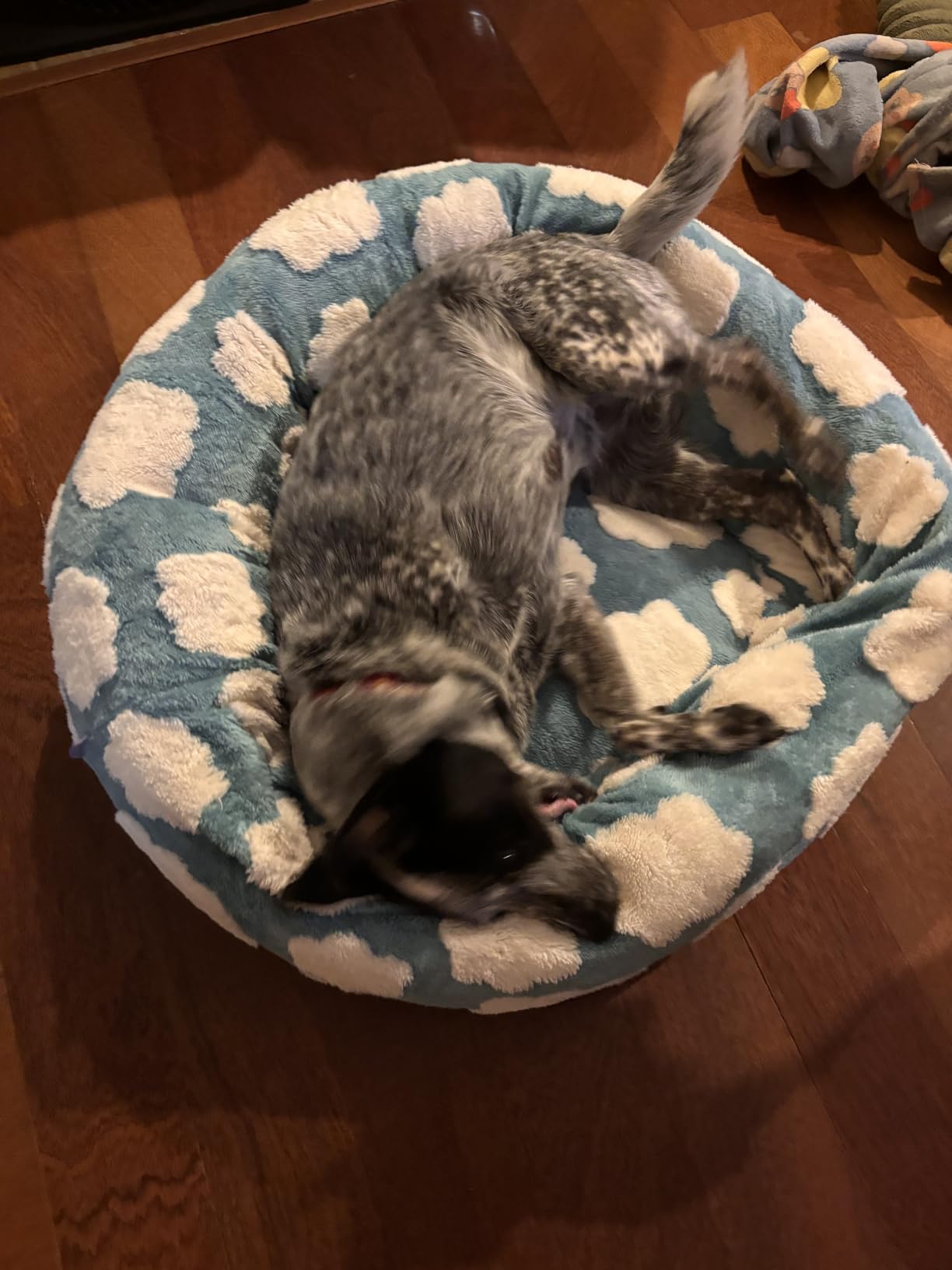 Lesure Shown on TV Donut Dog Beds Large Size Dog - XL Calming Round Sofa as Present for Pets with Washable Cover, Orthopedic Home Decor Bed with Jacquard Shaggy Plush & Anti Slip Bottom, 36 Inch, Blue customer photo 1