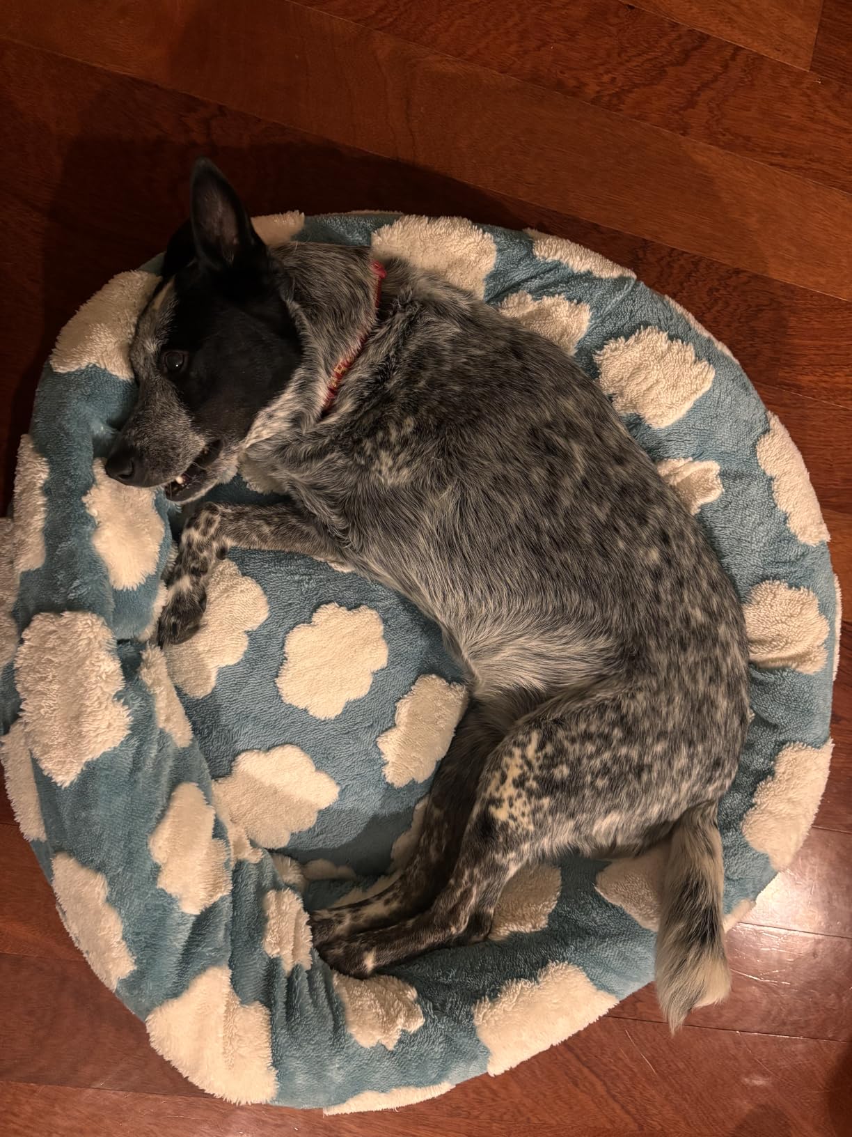 Lesure Shown on TV Donut Dog Beds Large Size Dog - XL Calming Round Sofa as Present for Pets with Washable Cover, Orthopedic Home Decor Bed with Jacquard Shaggy Plush & Anti Slip Bottom, 36 Inch, Blue customer photo 2
