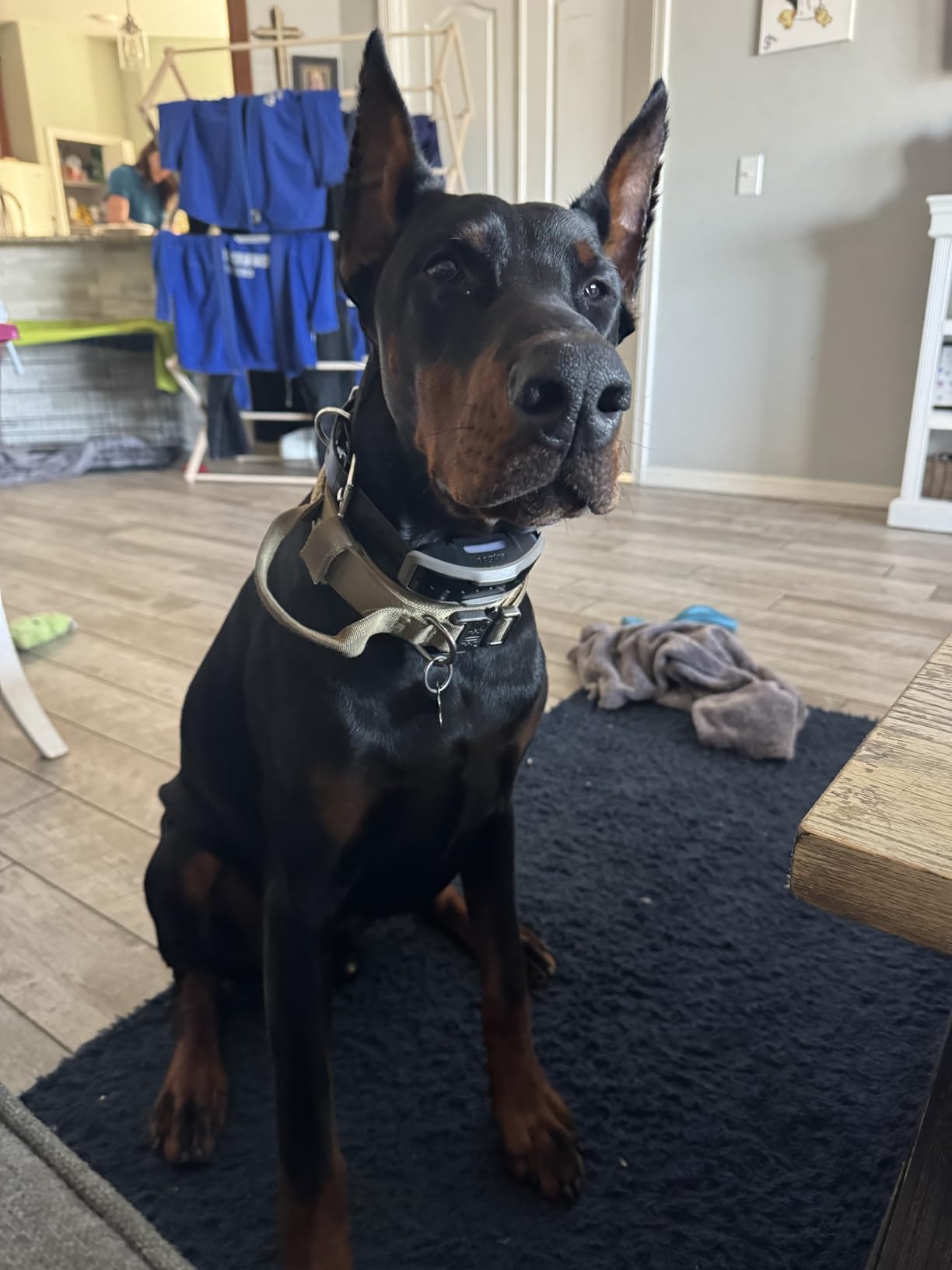 Dogtra 1900X E-Collar for Dog Training - 3/4 Mile Range, for Dogs 35 lbs+, IPX9K Waterproof, 100 Stimulation Levels, Vibration, Tone, Rechargeable - Ideal for Dog Owners and Professional Trainers customer photo 1