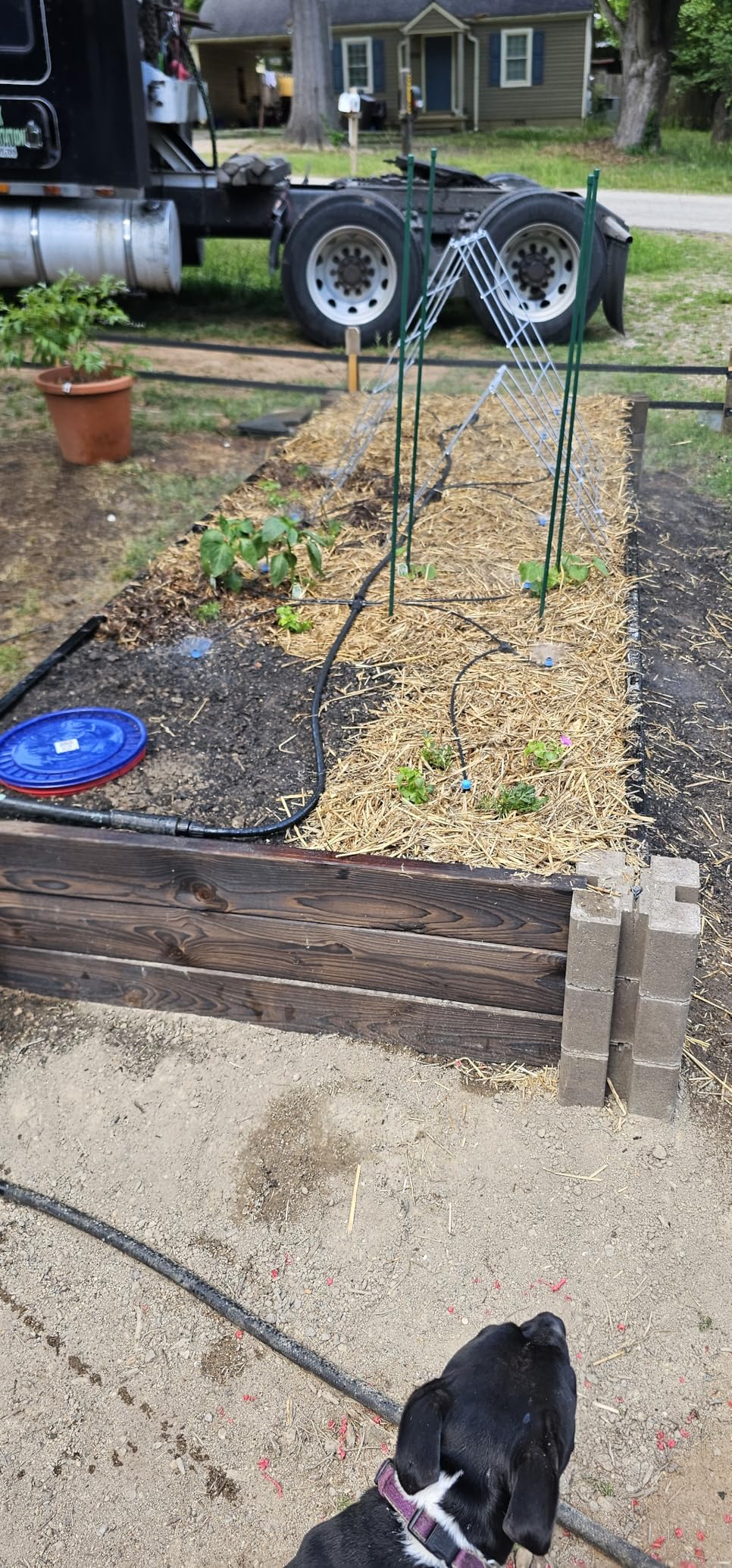 MIXC 247 FT Drip Irrigation System, Quick Connector Garden Watering System Automatic Sprinkler System Kit for Lawn Raised Bed Greenhouse Plant Watering System with 1/4'' Tubing, Drip Emitters, Connectors customer photo 1