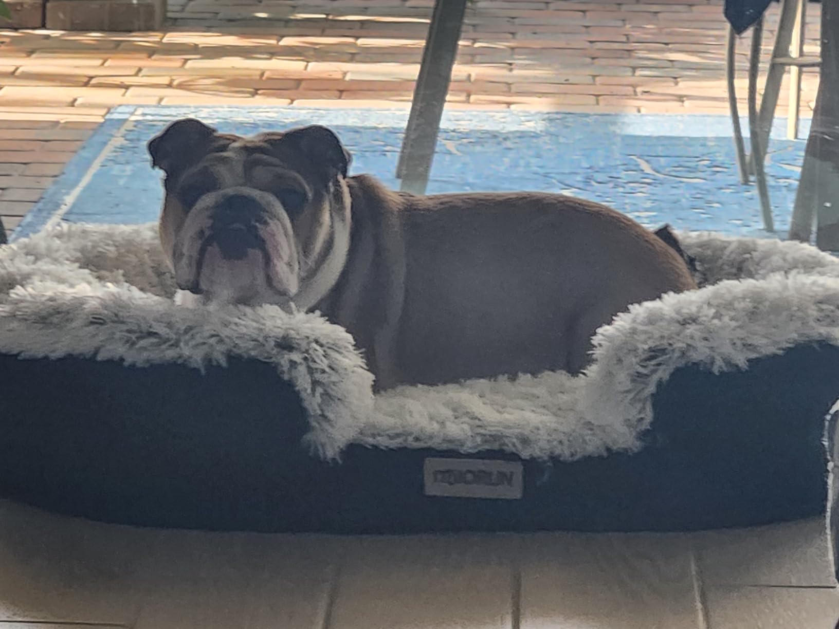 Fluffy Orthopedic Dog Bed for Large & Extra Large Dogs, Calming Plush Sofa Bed with Curved Bolster Support and Egg-Crate Foam Base, 43