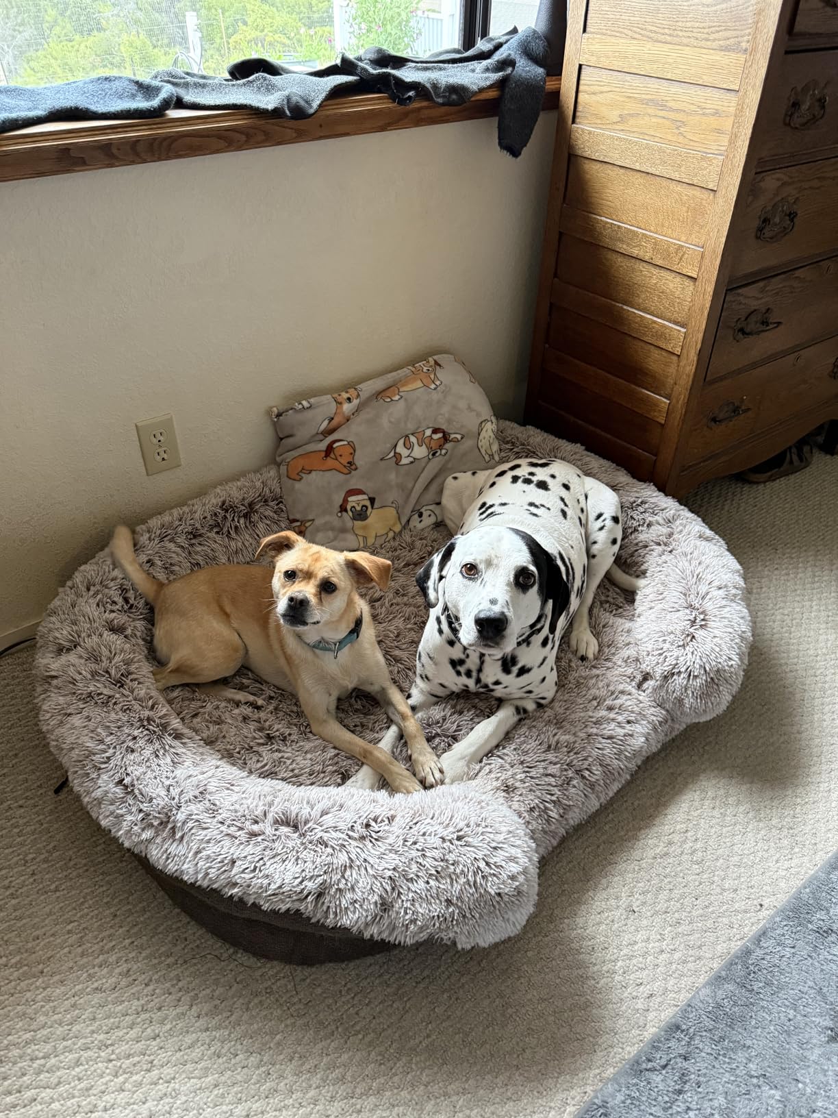 Fluffy Orthopedic Dog Bed for Large & Extra Large Dogs, Calming Plush Sofa Bed with Curved Bolster Support and Egg-Crate Foam Base, 43