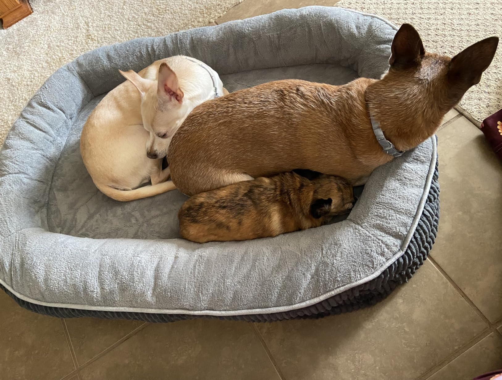 Bedsure Orthopedic Dog Beds Large Sized Dog - 360° Oval Bolster Large Dogs Bed for Senior Dogs with Waterproof Washable Cover, Big Comfort Pet Sofa Couch with Ultra-Soft Fleece, Grey, 35