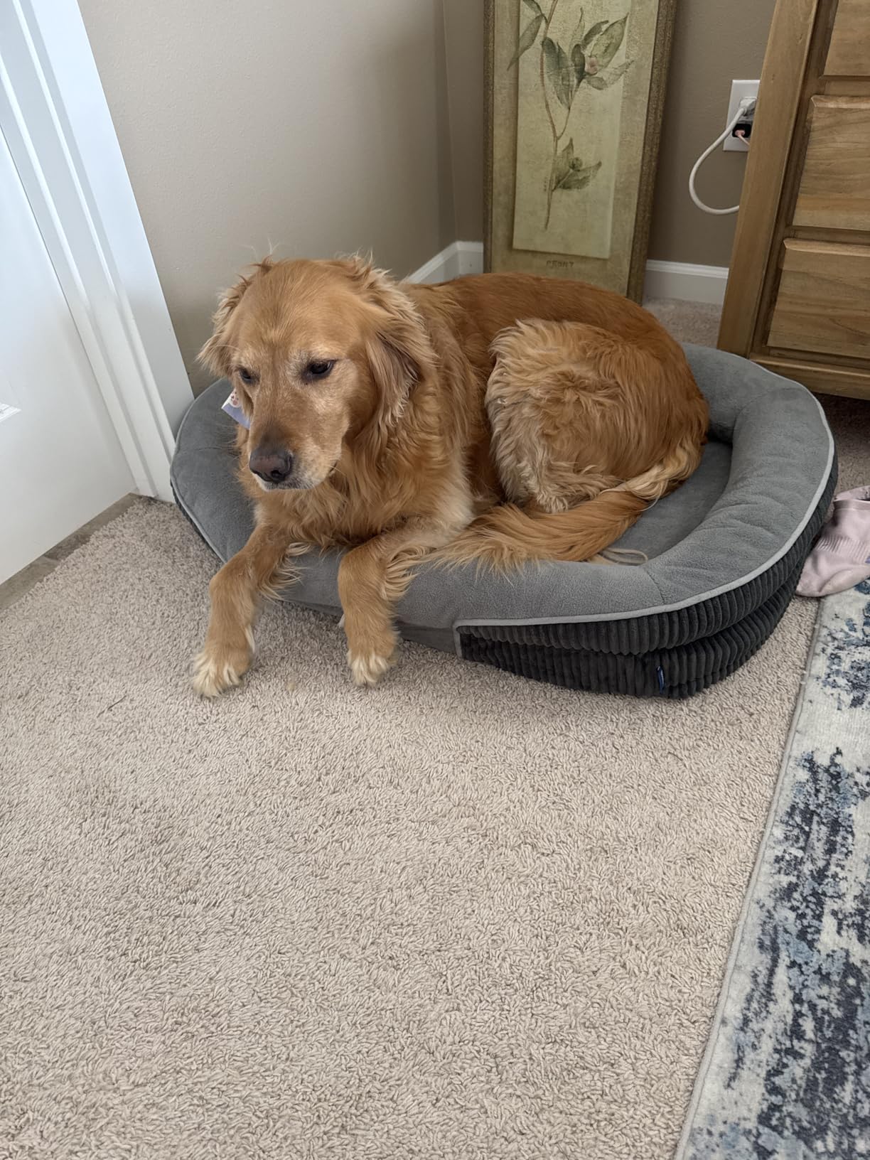 Bedsure Orthopedic Dog Beds Large Sized Dog - 360° Oval Bolster Large Dogs Bed for Senior Dogs with Waterproof Washable Cover, Big Comfort Pet Sofa Couch with Ultra-Soft Fleece, Grey, 35