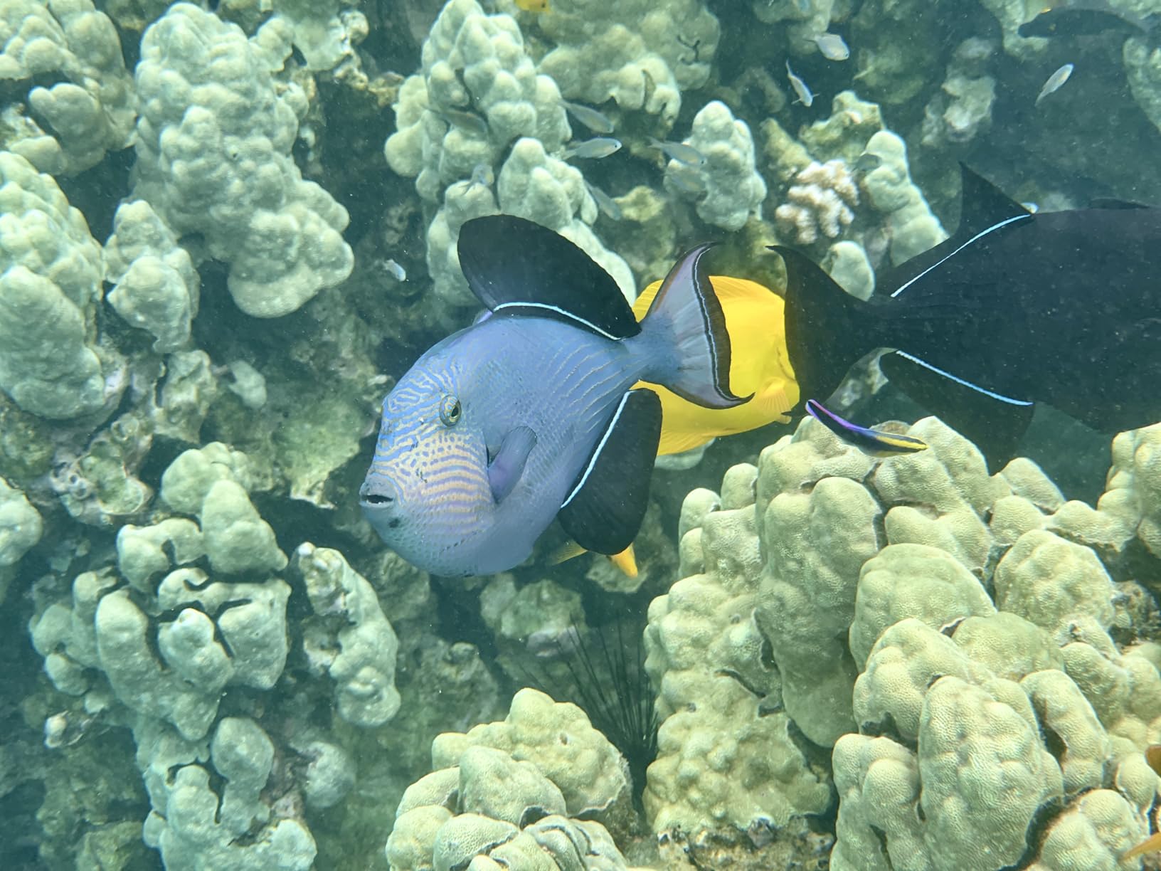 ProShot Dive 2.0 - Waterproof iPhone Housing, Rated to 130 ft, Compatible with All iPhones, Underwater Camera Case for Diving and Snorkeling customer photo 2