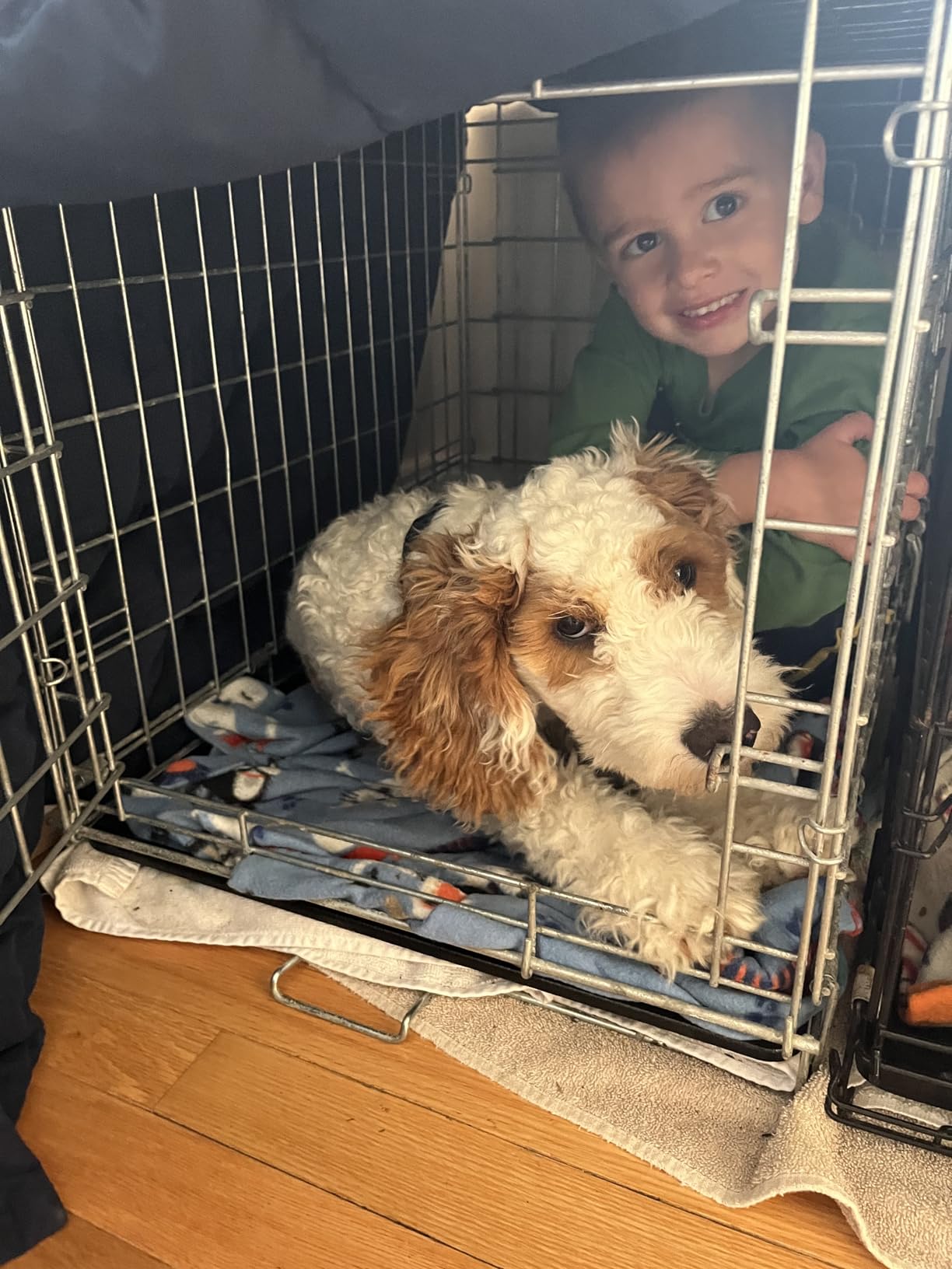MidWest Homes for Pets 48-Inch LifeStages Crate for Extra-Large Breeds, 90-110 lbs, Double Door Folding Dog Crate with Divider Panel, Leak-Proof Tray & Secure Latch, Heavy-Duty & Easy to Assemble customer photo 1