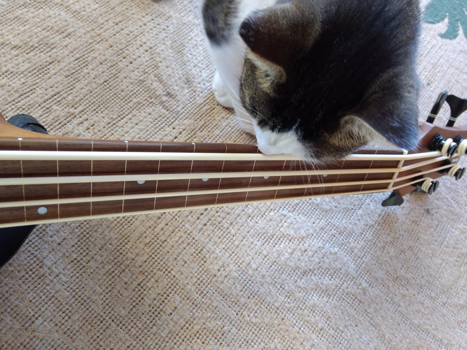 Gold Tone M-BassFL 23-Inch Scale Fretless Acoustic-Electric MicroBass with Gig Bag customer photo 1