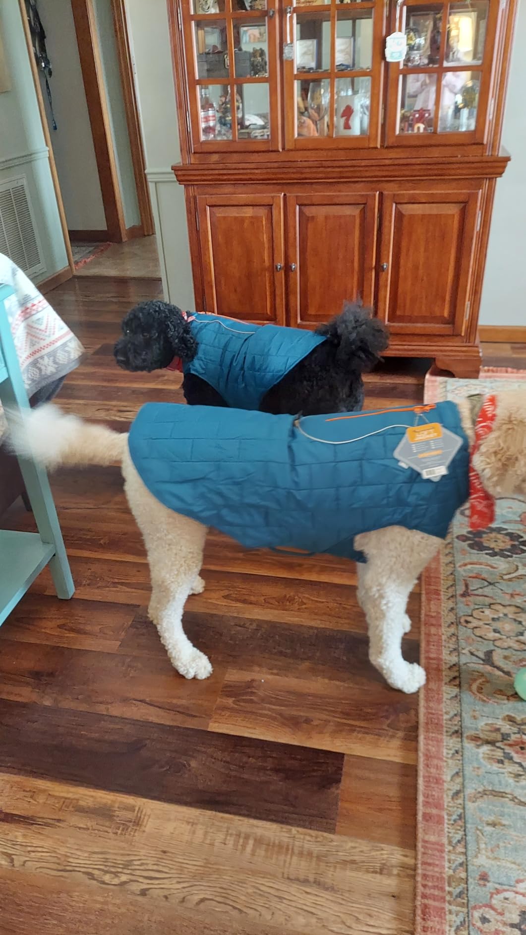 Kurgo Loft Dog Jacket - Reversible Cozy Coat for Outdoor Adventures - Water Resistant - Athletic Fit - Machine Washable Fabric - Reflective Dog Gear - Medium - Coastal Blue customer photo 1