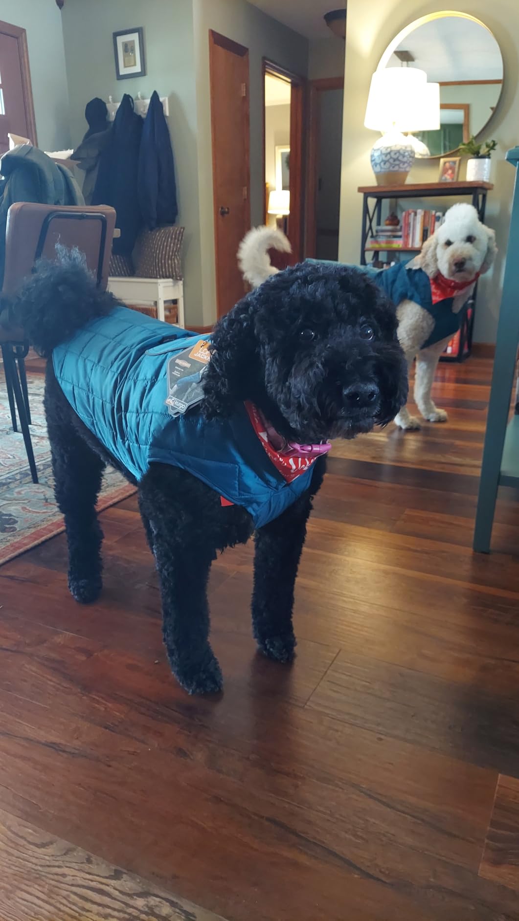 Kurgo Loft Dog Jacket - Reversible Cozy Coat for Outdoor Adventures - Water Resistant - Athletic Fit - Machine Washable Fabric - Reflective Dog Gear - Medium - Coastal Blue customer photo 2