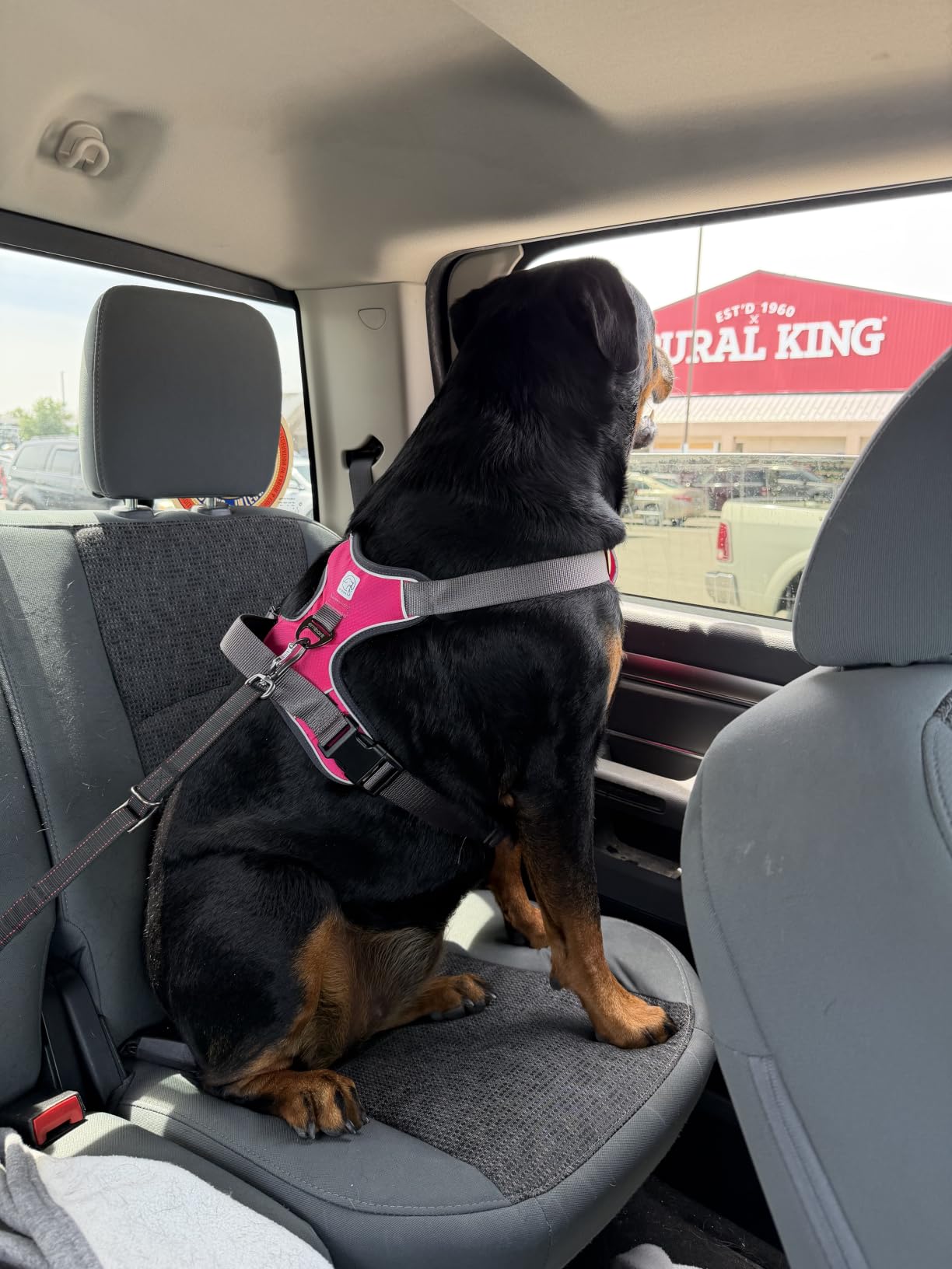 Embark Adventure No-Pull Large Dog Harness - Reflective Trim, Military-Grade Nylon, Front Clip with Gel-Lined Handle customer photo 1
