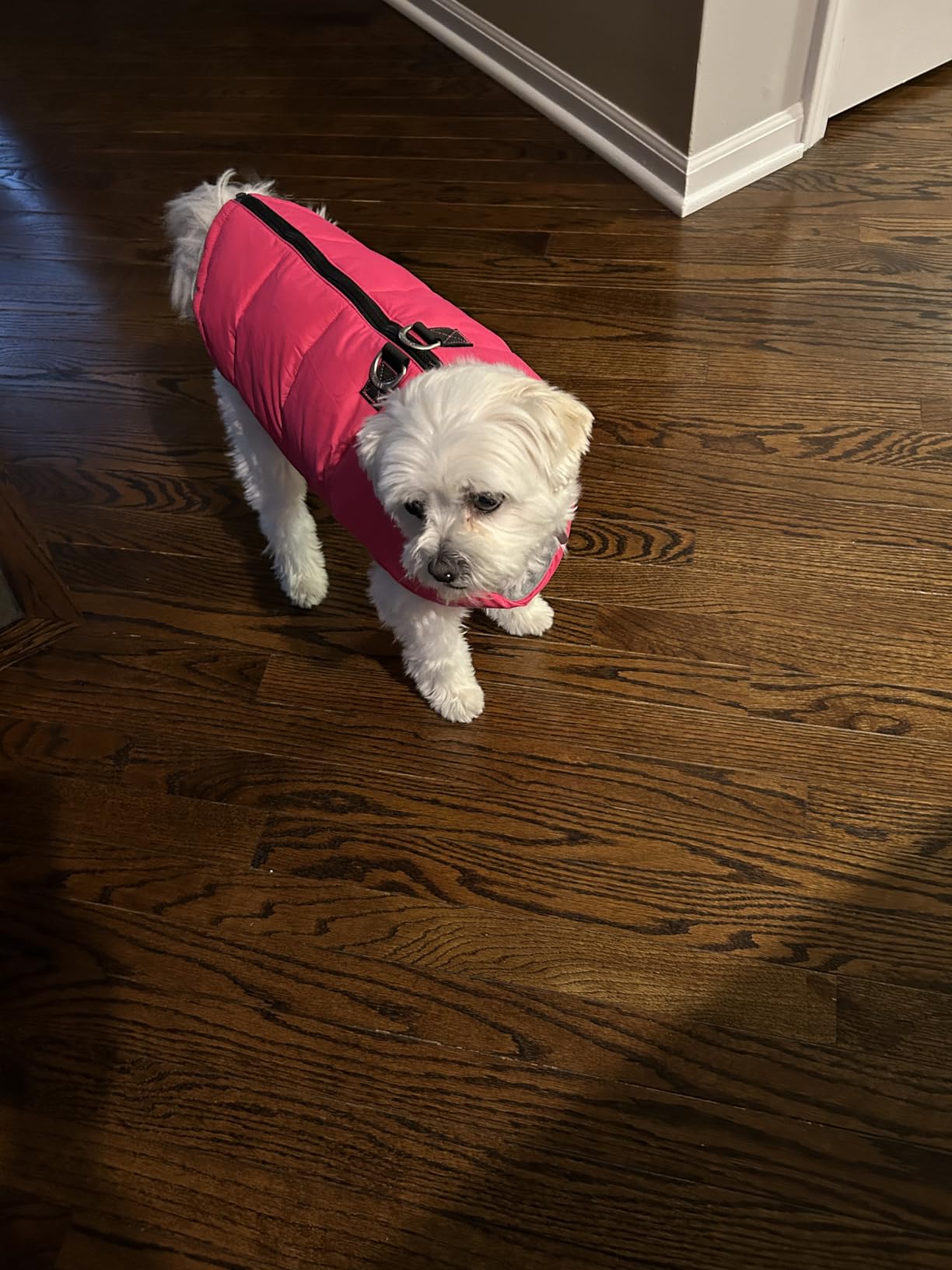 Gooby Padded Vest Dog Jacket - Solid Black, Medium - Warm Zip Up Vest Fleece Jacket with Dual D Ring Leash Water Resistant for Small to Medium Dogs customer photo 1