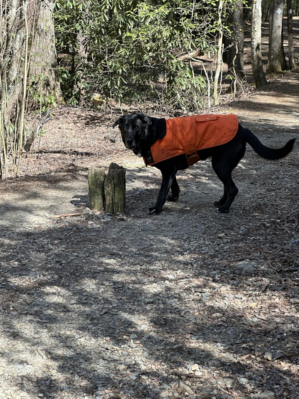 Carhartt Firm Duck Insulated Dog Chore Coat, Durable Weather Resistant Coat for Cold and Windy Conditions, Contains PFAS (Carhartt Brown), Medium customer photo 2