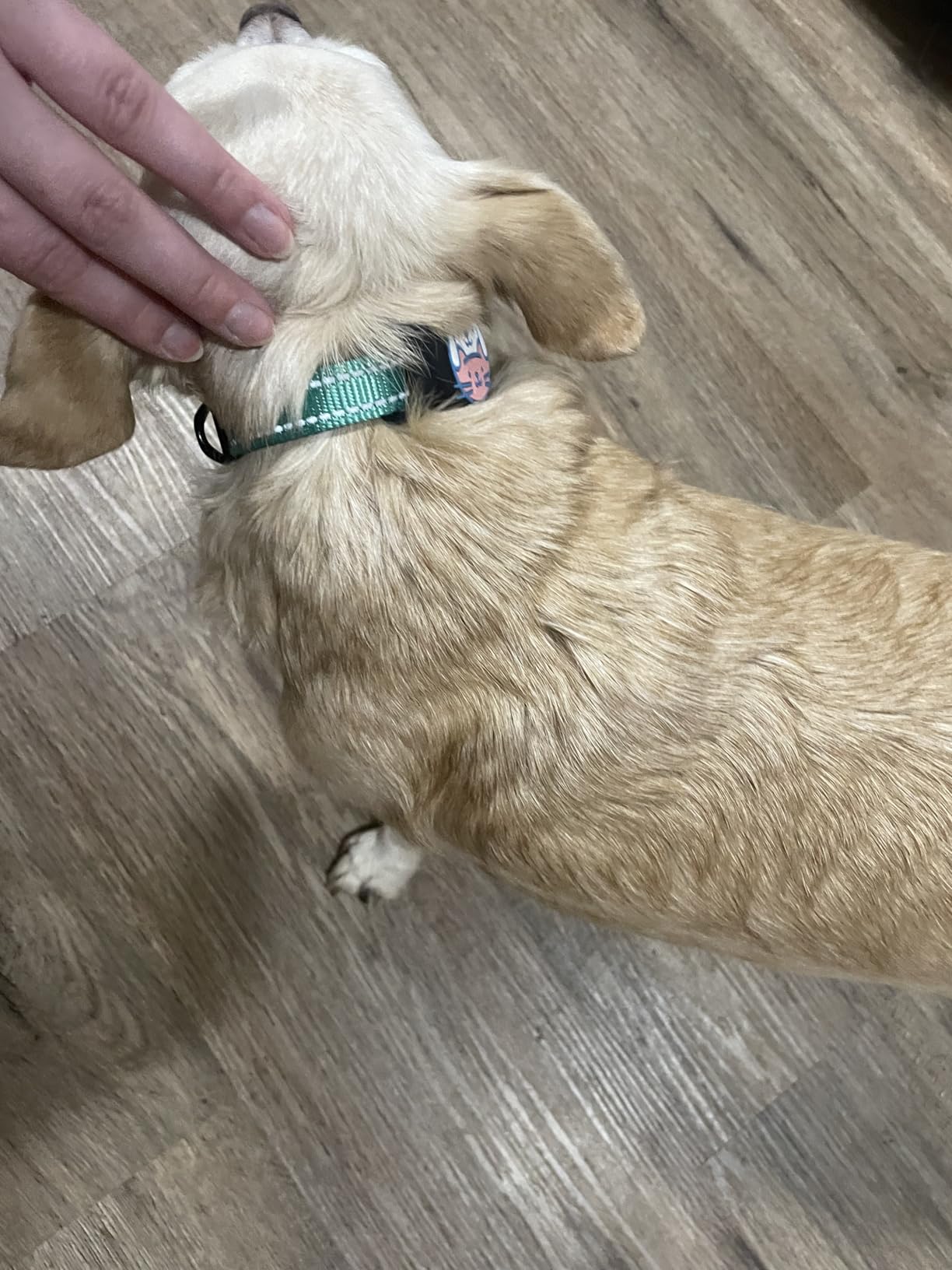 Taglory Reflective Dog Collar for Large Dogs, Soft Neoprene Padded with Escape-Proof Locking Buckle, Upgraded Zinc Alloy Ring, Adjustable for Pitbull Labrador Retriever, Red, L customer photo 1