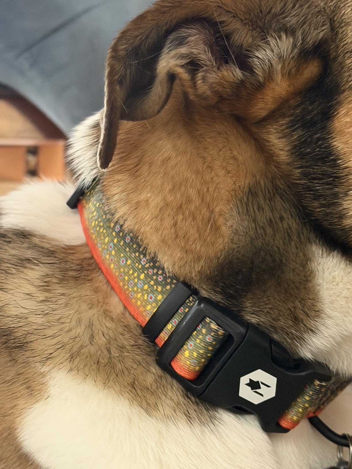 Wolfgang Heavy Duty, Adjustable Dog Collar with Quick Release Nylon Buckle for Walking & Training, Overland Print, Large customer photo 2