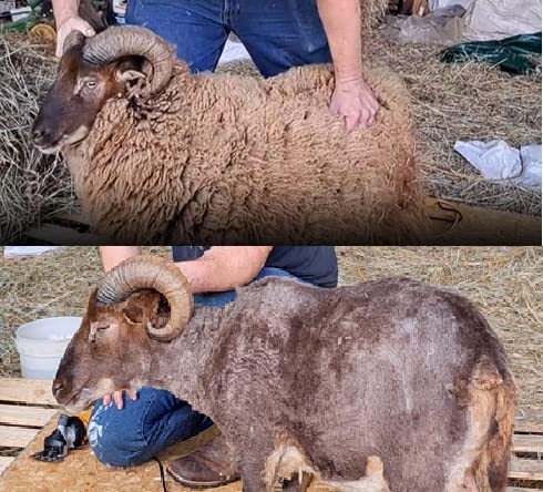 BEETRO 500W Electric Professional Sheep Shears, Animal Grooming Clippers for Sheep Alpacas Goats and More, 6 Speeds Heavy Duty Farm Livestock Haircut customer photo 2