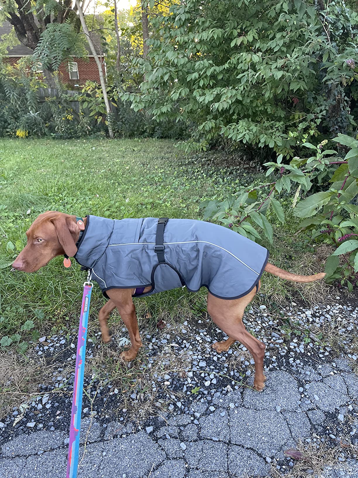 Self-Heating Thermal Insulated Dog Coat - Waterproof Winter Jacket for Small, Medium, Large Dogs - Lightweight Non-Bulky Fit, Easy On/Off Clip, Hair-Free Lining (XL) customer photo 1
