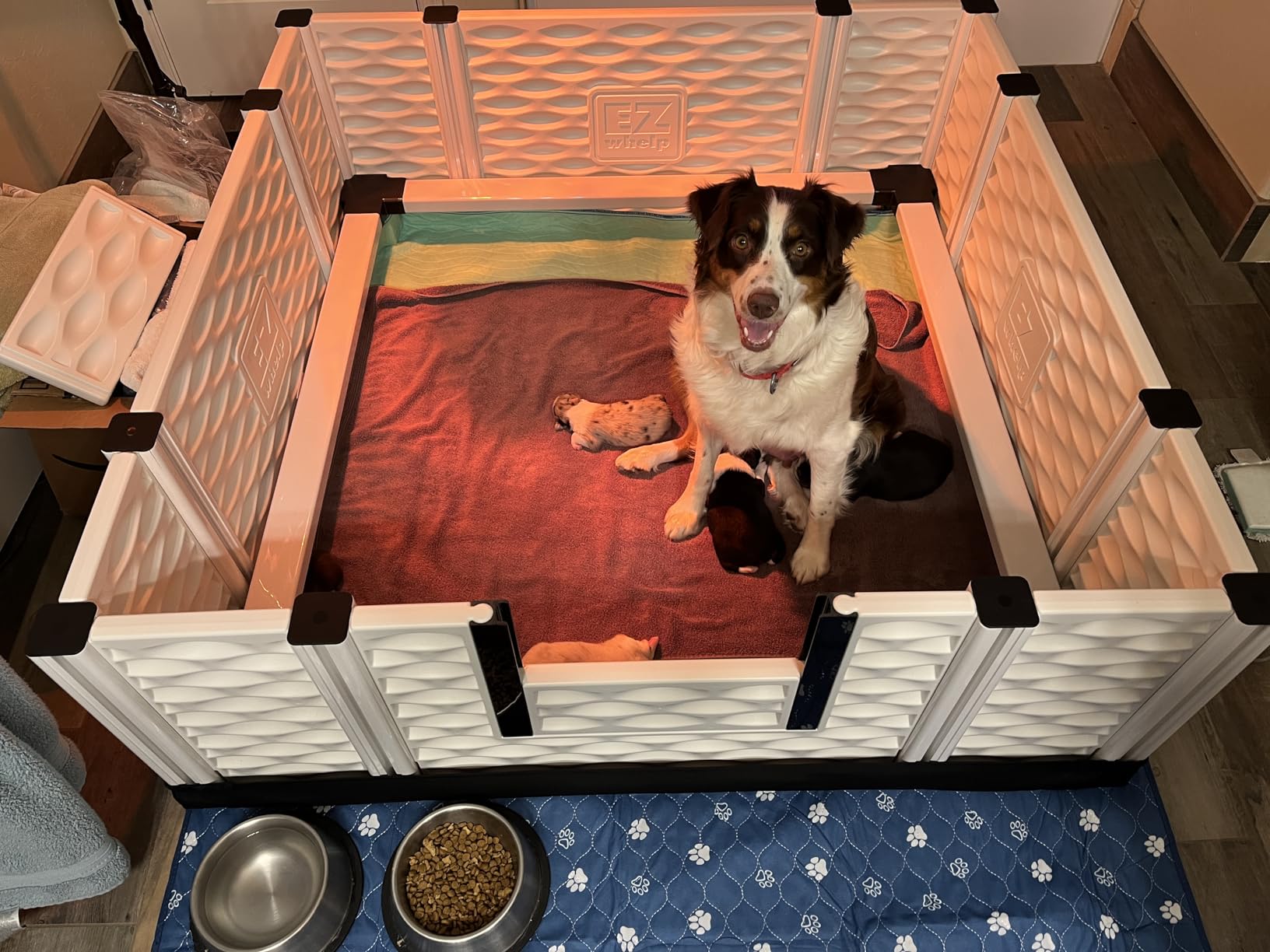 EZwhelp EZclassic Large Dog Whelping Box with Rails, 48
