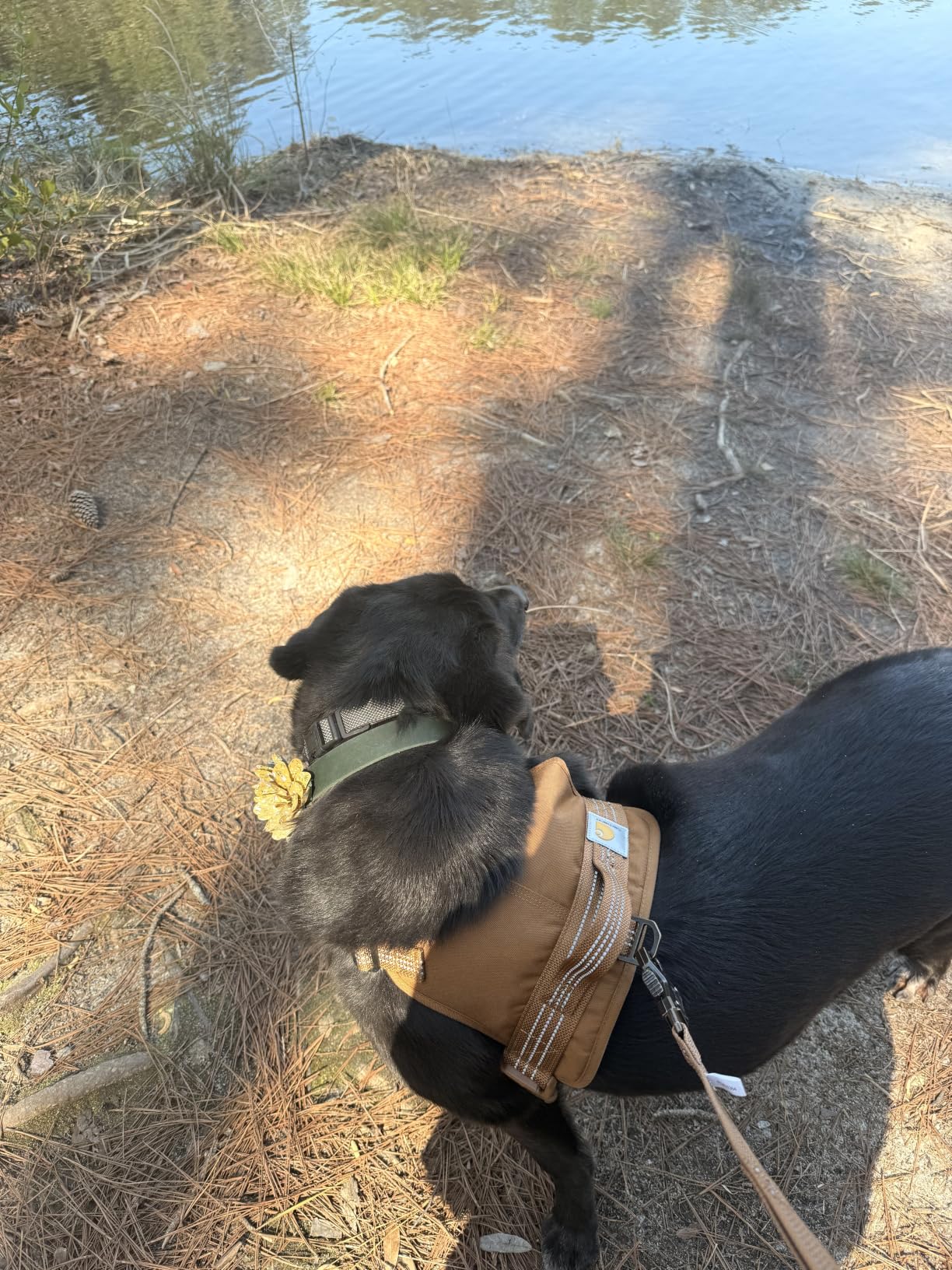 Carhartt Nylon Duck No Pull Dog Harness, Fully Adjustable Dog Harness with Quick Control Handle and Reflective Accents, Carhartt Brown, Large customer photo 2
