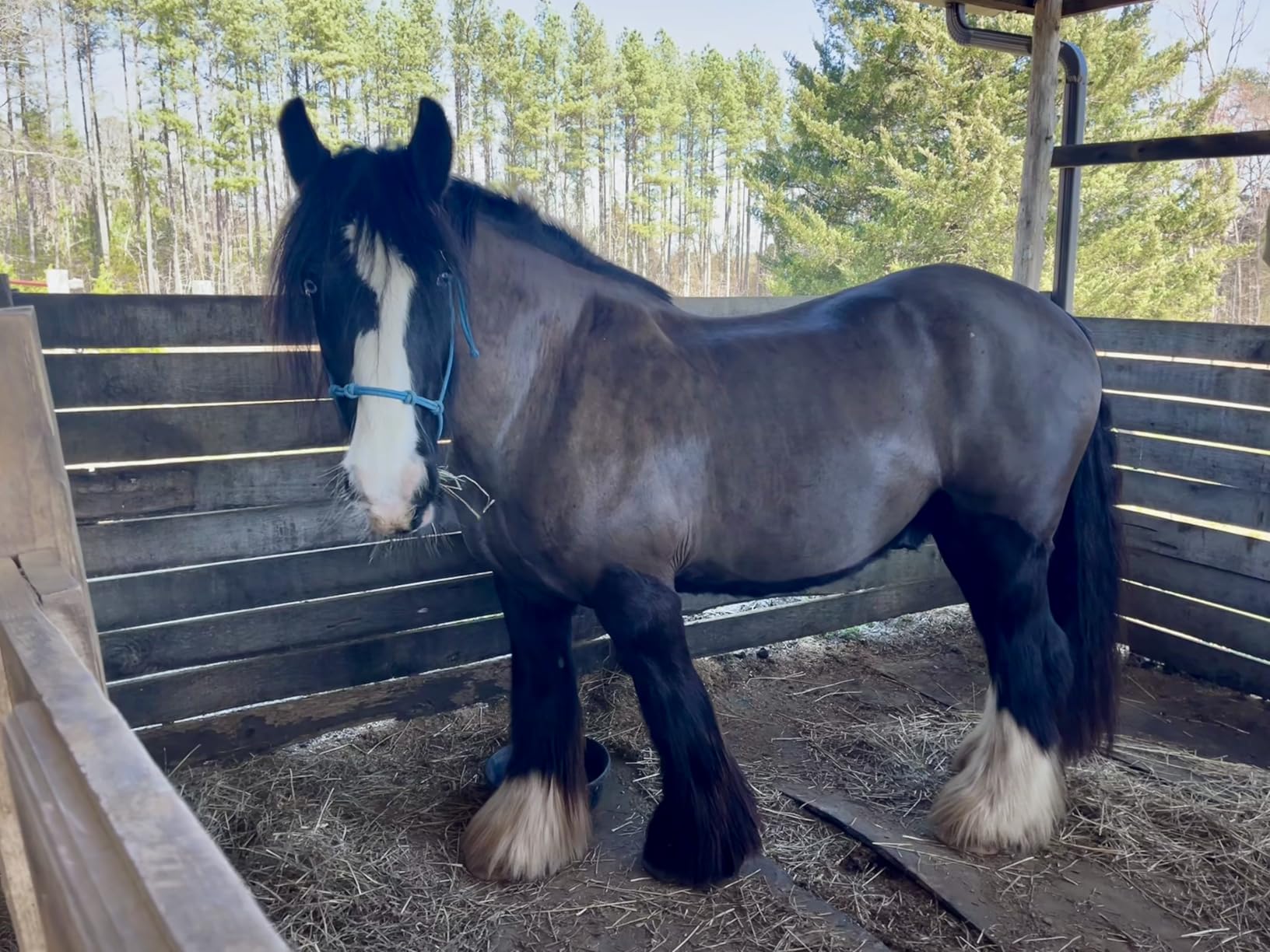 Andis 23330 Professional AGC Super 2-Speed Horse Clipper with Detachable Blade - Cool & Quiet Running Design - Includes Ultra Edge Size T-84 Blade for Complete Horse Grooming - Burgundy customer photo 1