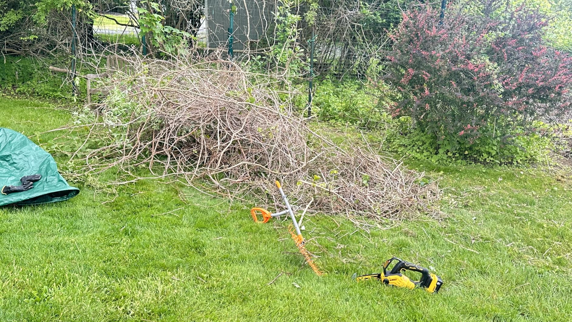 DEWALT 20V MAX 8-Inch Brushless Cordless Pruning Chainsaw Kit, 3Ah Battery (DCCS623L1) customer photo 1