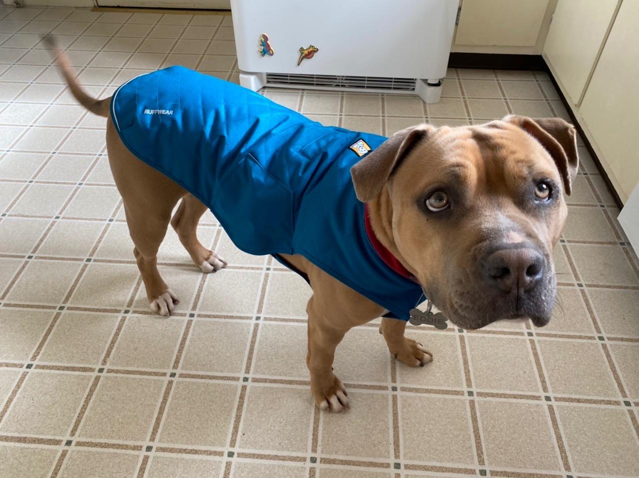 Ruffwear, Stumptown Quilted Dog Jacket, Insulated Water-Resistant Winter Coat with Reflective Trim & Leash Portal, Easy On/Off Buckles, Durable 300D Ripstop Cold-Weather Layer, Orion Blue, Medium customer photo 1