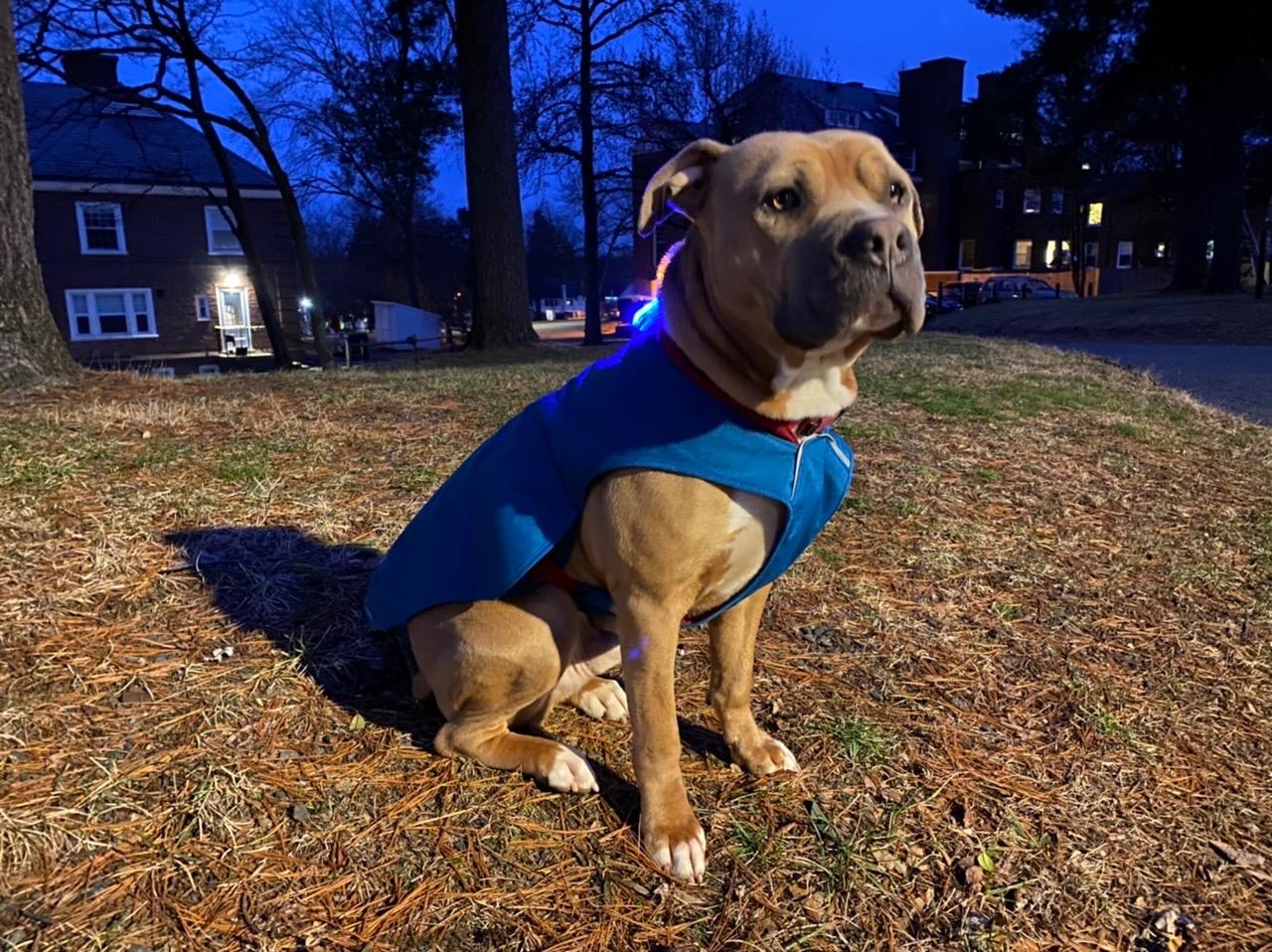 Ruffwear, Stumptown Quilted Dog Jacket, Insulated Water-Resistant Winter Coat with Reflective Trim & Leash Portal, Easy On/Off Buckles, Durable 300D Ripstop Cold-Weather Layer, Orion Blue, Medium customer photo 2