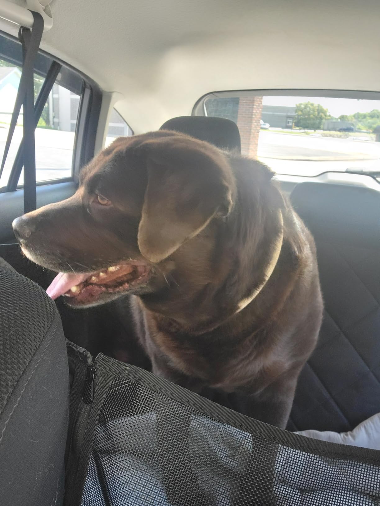 Back Seat Extender for Dogs-Large Space, Dog Car Seat Cover Hard Bottom Holds 420lbs, Sturdy Backseat Extender for Dogs, Upgraded Waterproof Pet Car Bed Dog Hammock for Car, SUV, Truck, Black customer photo 2