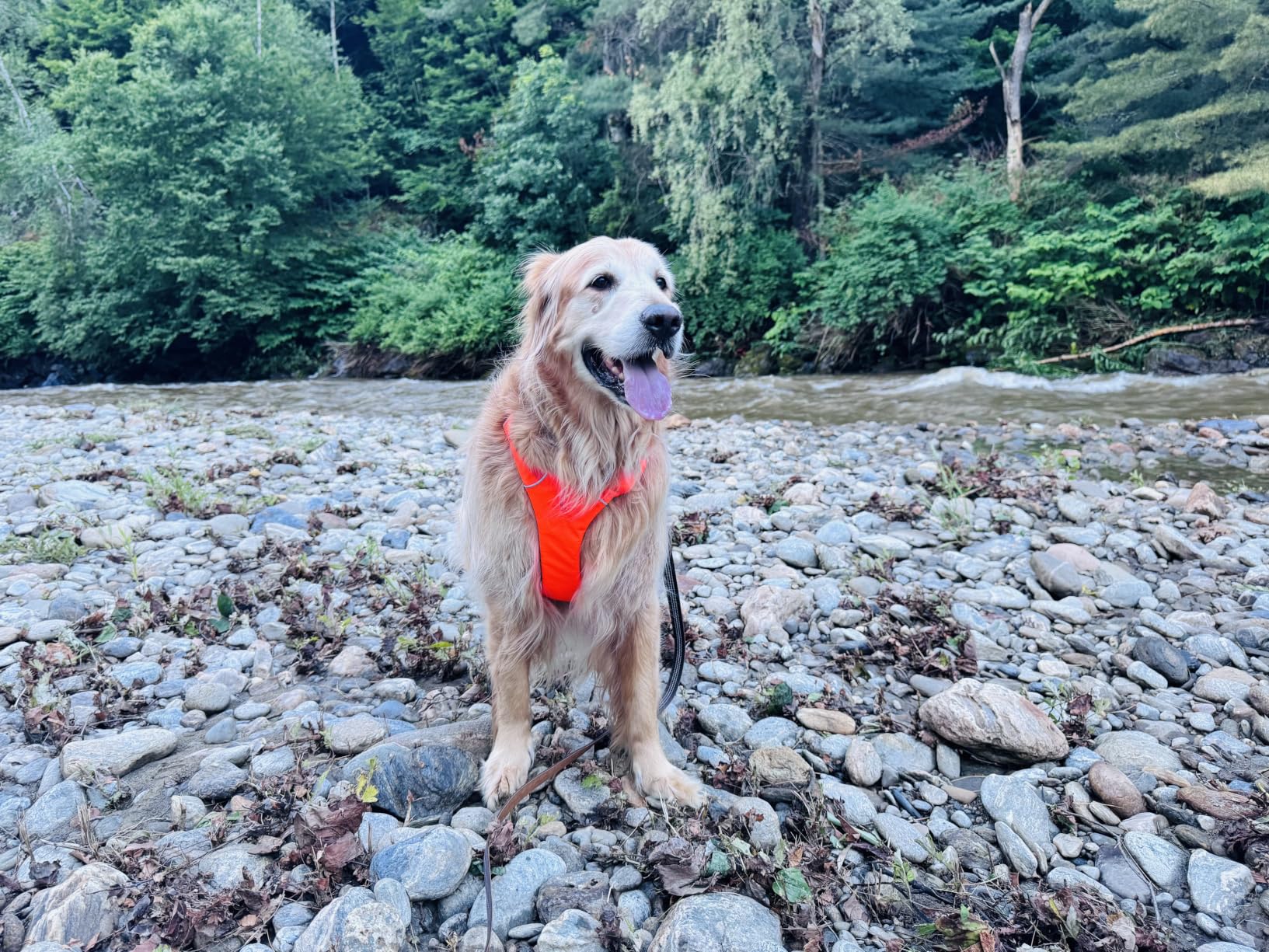 Ruffwear, Front Range Dog Harness, Reflective Soft Padded Harness with Dual Leash Clips, Adjustable and Lightweight Fit for Training or Walking for All Dogs, Moonlight Mountains, Large/X-Large customer photo 1