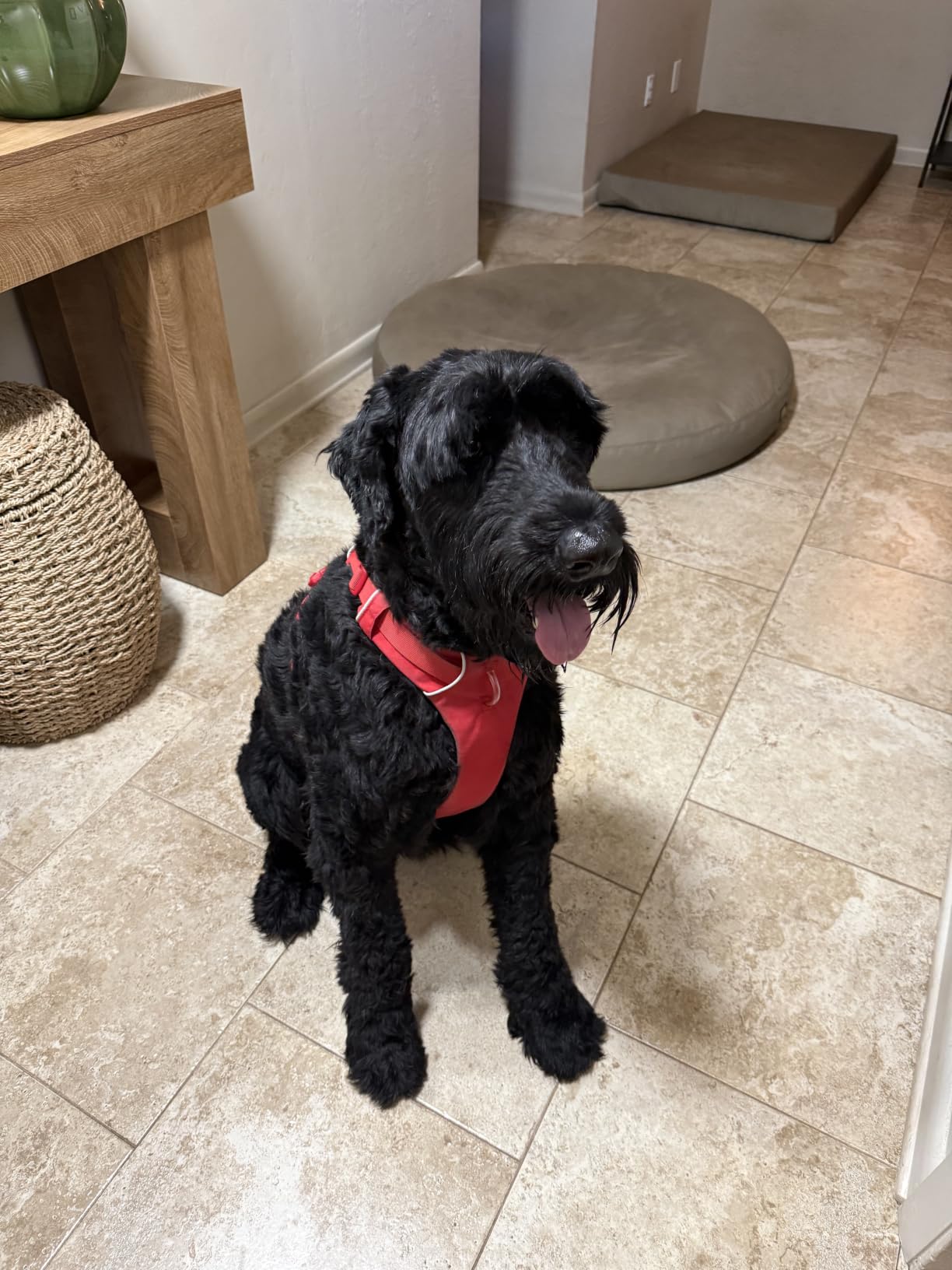 Ruffwear, Front Range Dog Harness, Reflective Soft Padded Harness with Dual Leash Clips, Adjustable and Lightweight Fit for Training or Walking for All Dogs, Moonlight Mountains, Large/X-Large customer photo 2