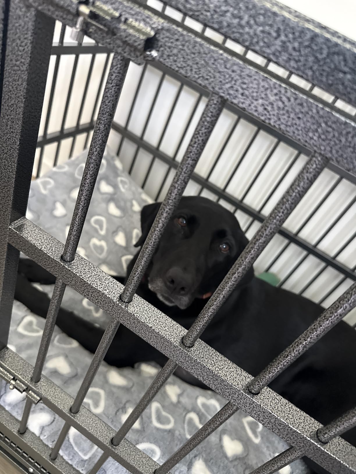 BOLDBONE 54 inch Heavy Duty Indestructible and Escape-Proof Dog Crate Cage Kennel for Large Dogs, High Anxiety Dog Crate with Removable Wire Trays and Wheels, Extra Large XL XXL, Black customer photo 2