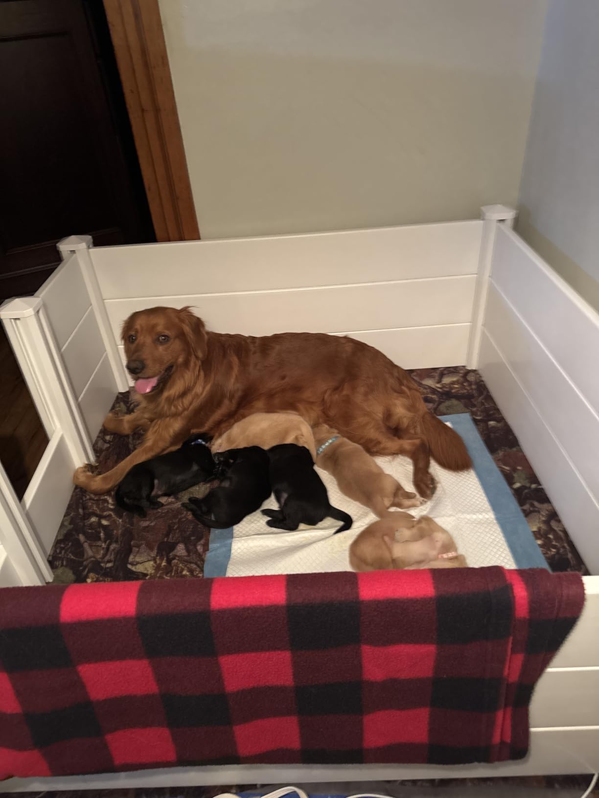 Whelping Box for Large Breed Dogs, Whelping Box for Puppies, PVC Puppy Playpen, Waterproof & Rustproof Whelping Pen, Puppy Whelping Supplies, Raised Garden Bed, Indoors & Outdoors, 48x48x18 in, White customer photo 1