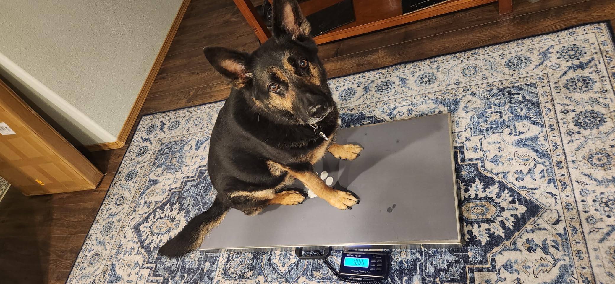 Bonvoisin Pet Scale for Large Dog 1100lb x 0.2lb, Postal Scale with Large Stainless Platform 40.5