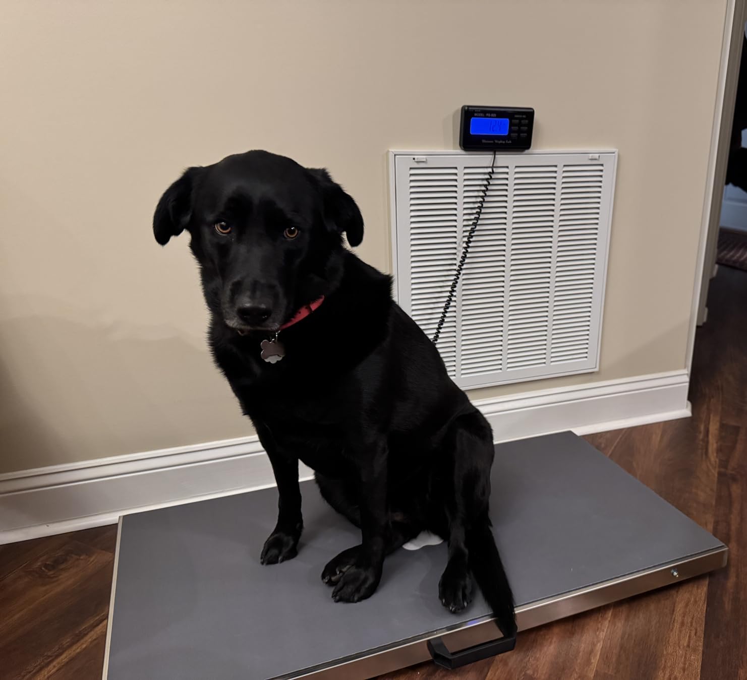 Bonvoisin Pet Scale for Large Dog 1100lb x 0.2lb, Postal Scale with Large Stainless Platform 40.5