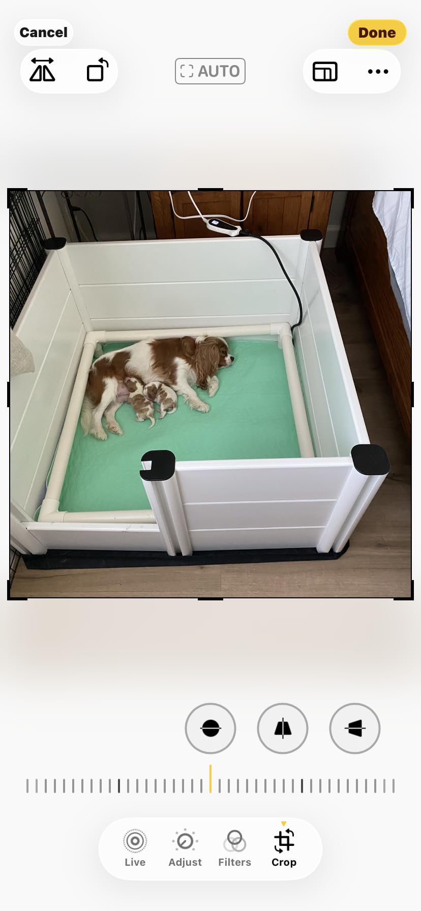 Whelping Box for Dogs & Puppies - Premium 48