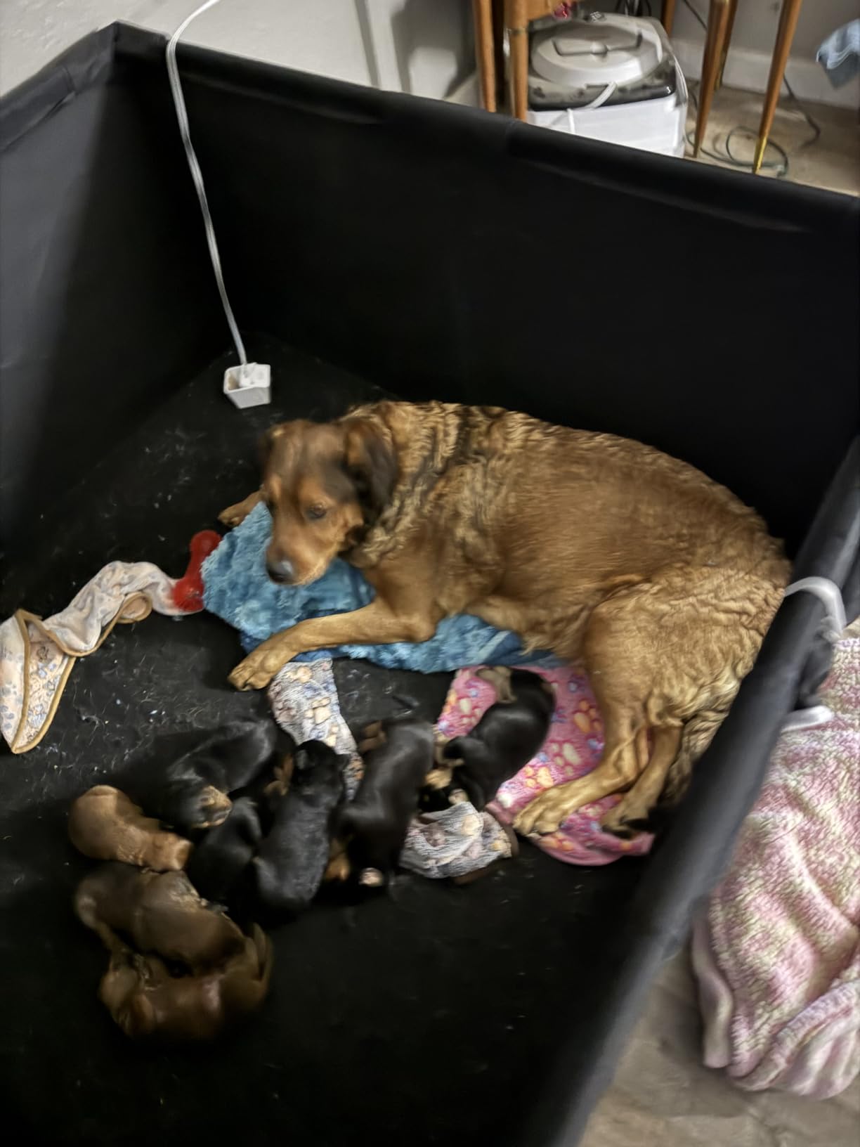 Whelping Box for Dogs - 50