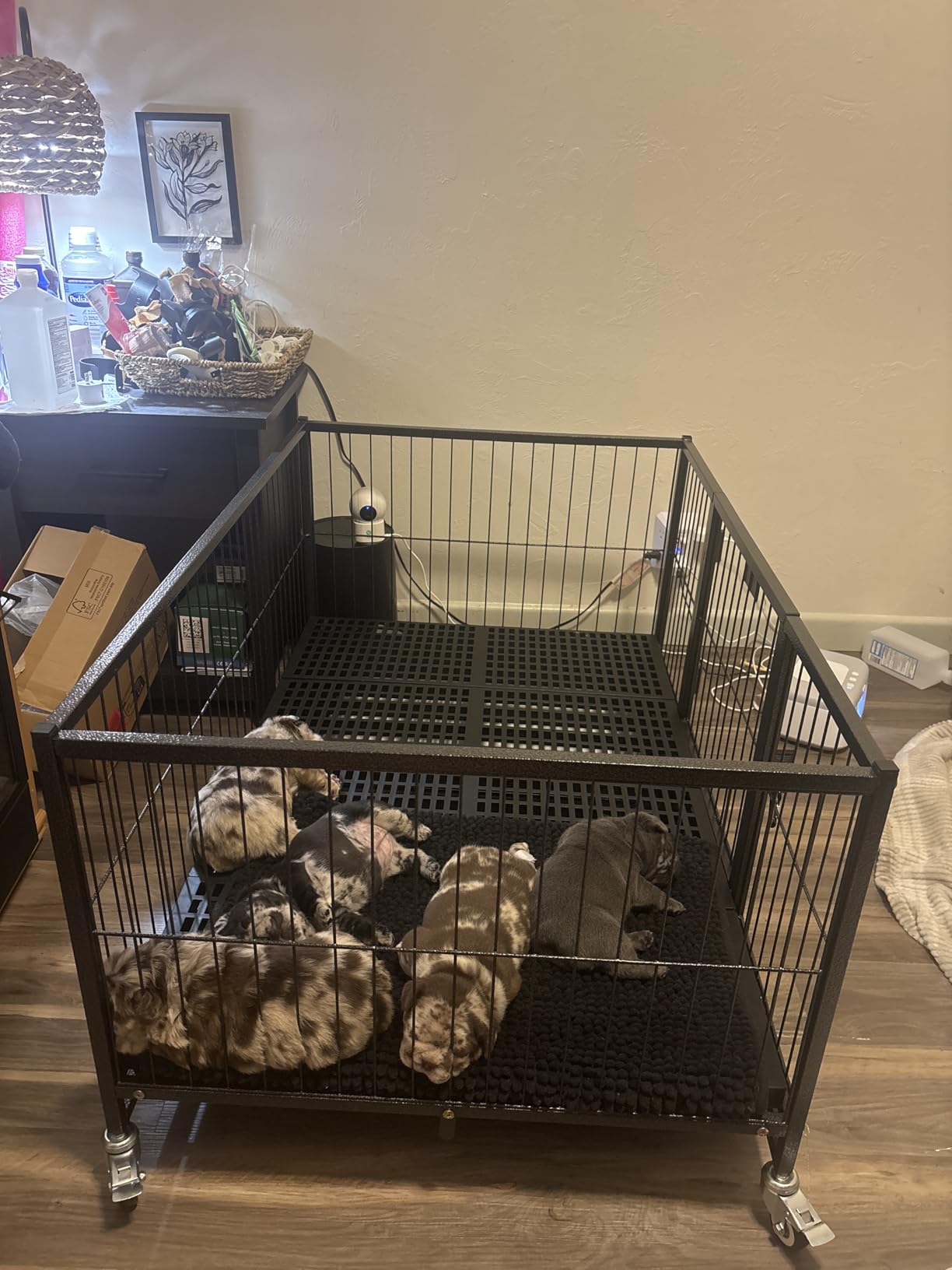 Homey Pet 43