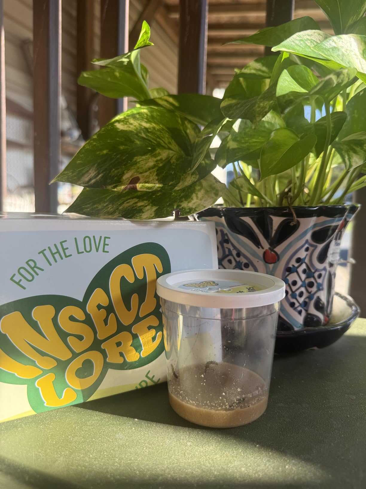 Insect Lore Raise and Release Butterfly Garden Kit - Caterpillar Habitat with redeemable Voucher - STEM-accredited Butterfly Growing Kit for Kids, Classrooms, and Homeschool Learning customer photo 1