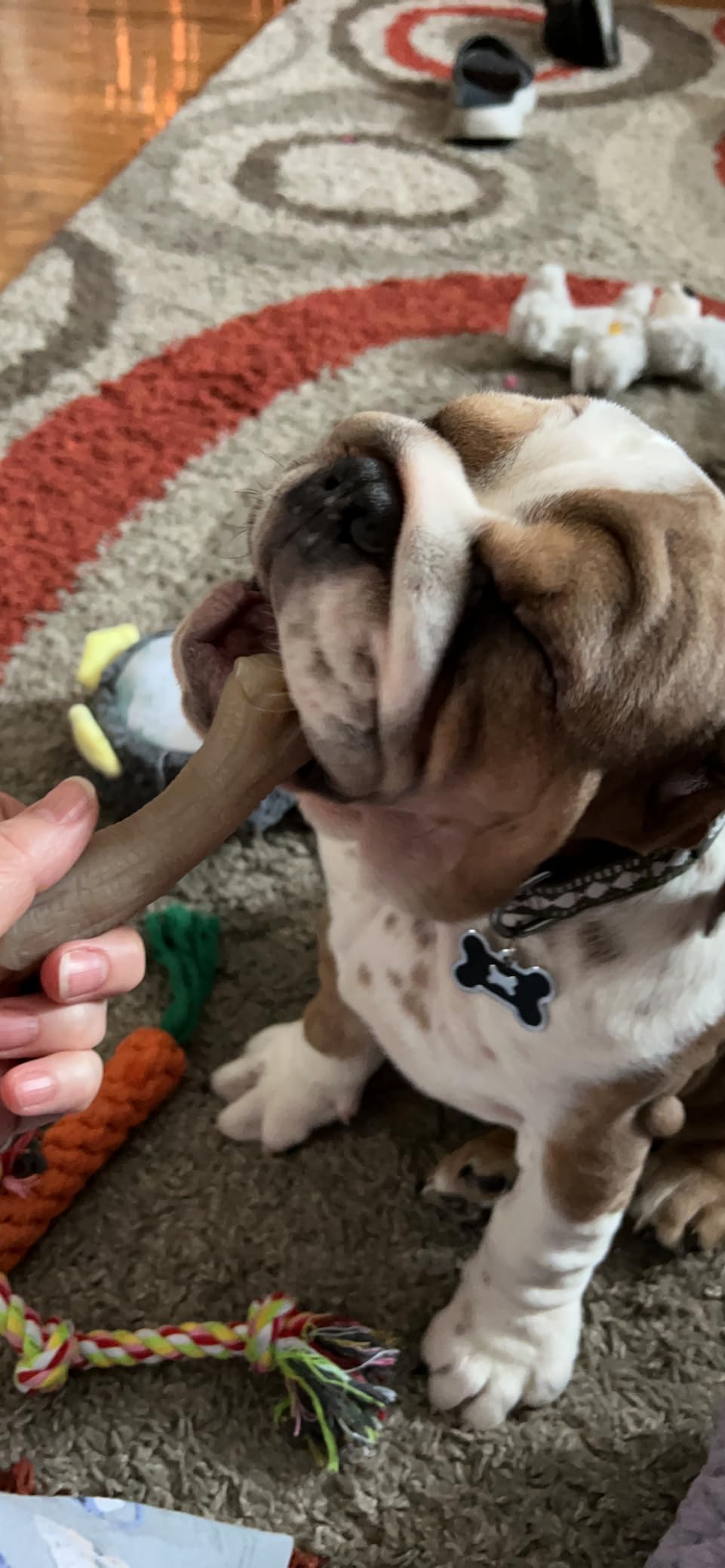 Nylabone Puppy Chew Puppy Starter Kit Dog Chew Toys & Treat, 3 Count, Small | For small breed puppies up to 15 lbs, chicken & bacon flavor, teething toys for puppies, puppy teething relief customer photo 1