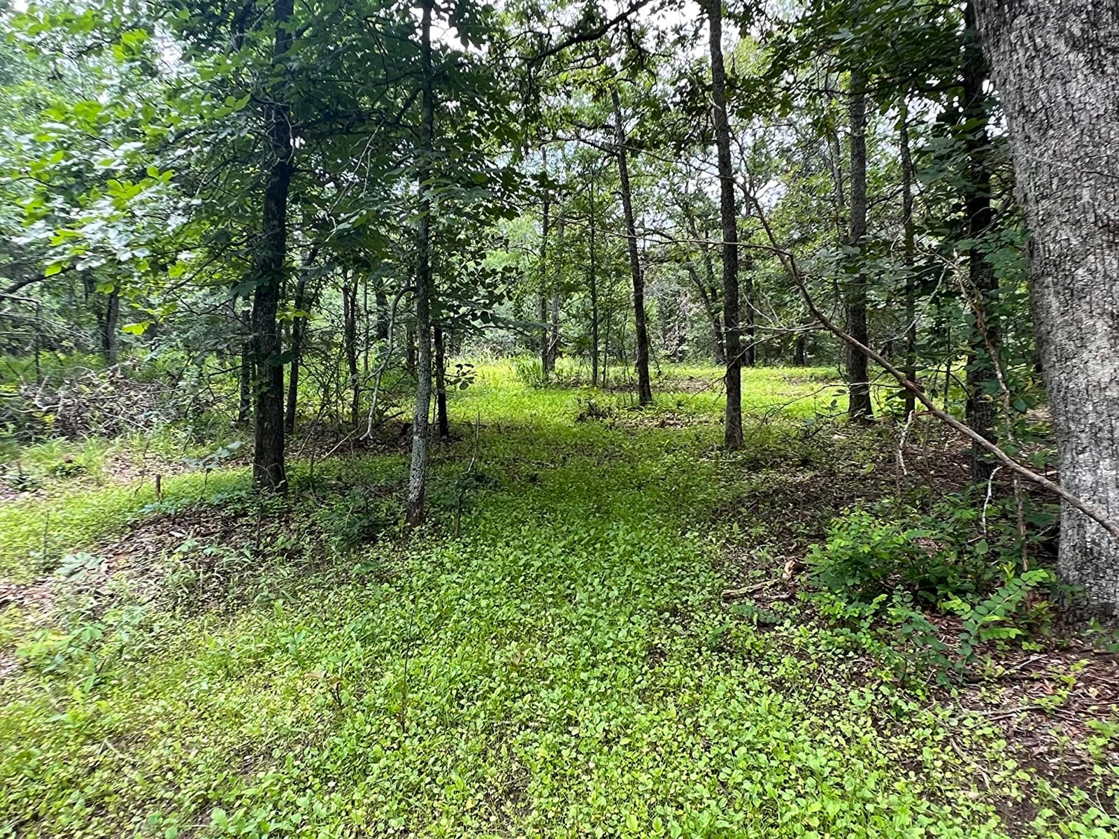 Whitetail Institute No-Plow Deer Food Plot Seed - Hardy, Fast-Growing Blend of Annuals for Areas Difficult to Access with Farming Equipment customer photo 1