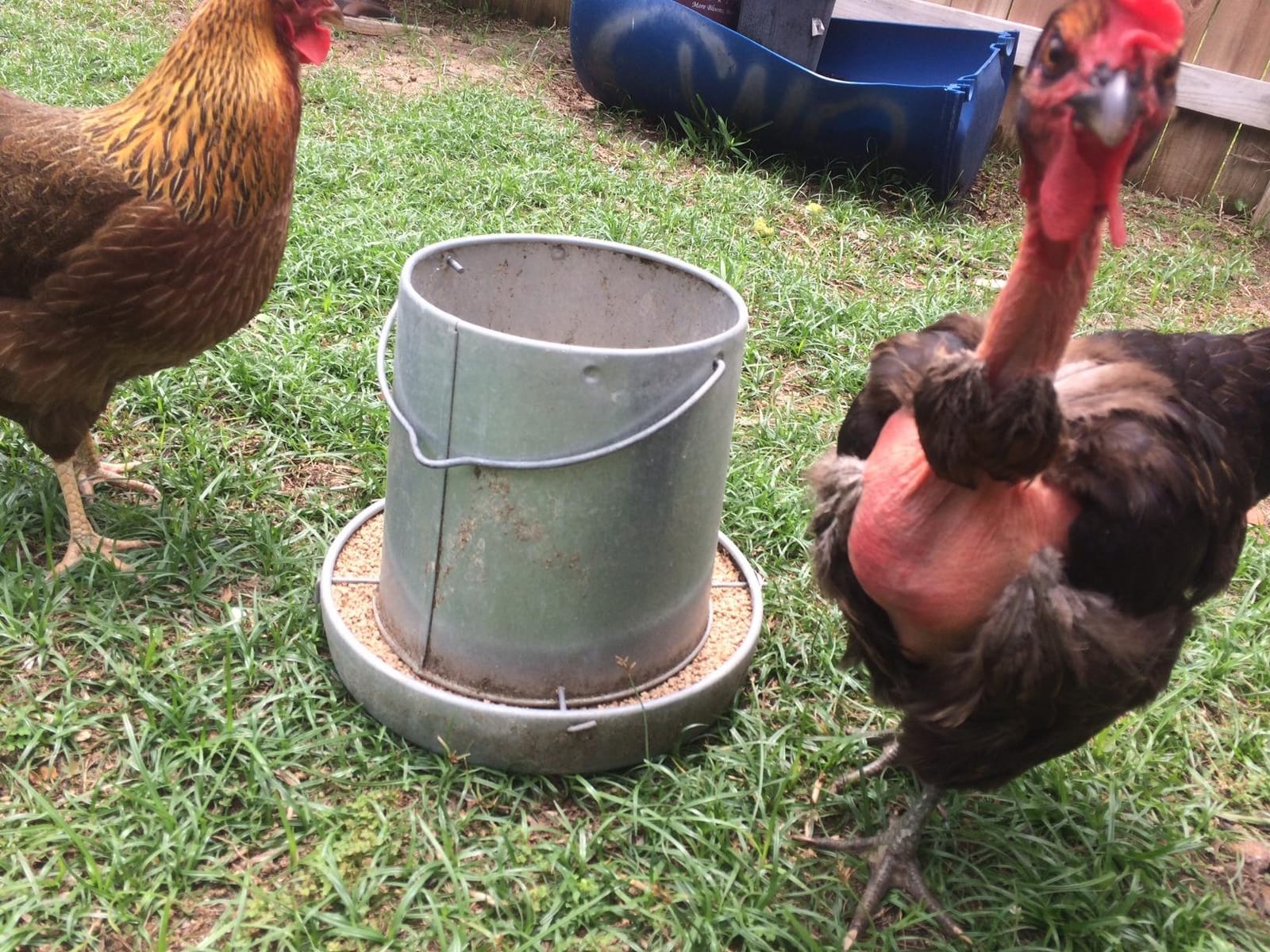 Little Giant Hanging Metal Poultry Feeder | Galvanized Steel Feed Container with Hanging Handle | 40 Pound customer photo 1
