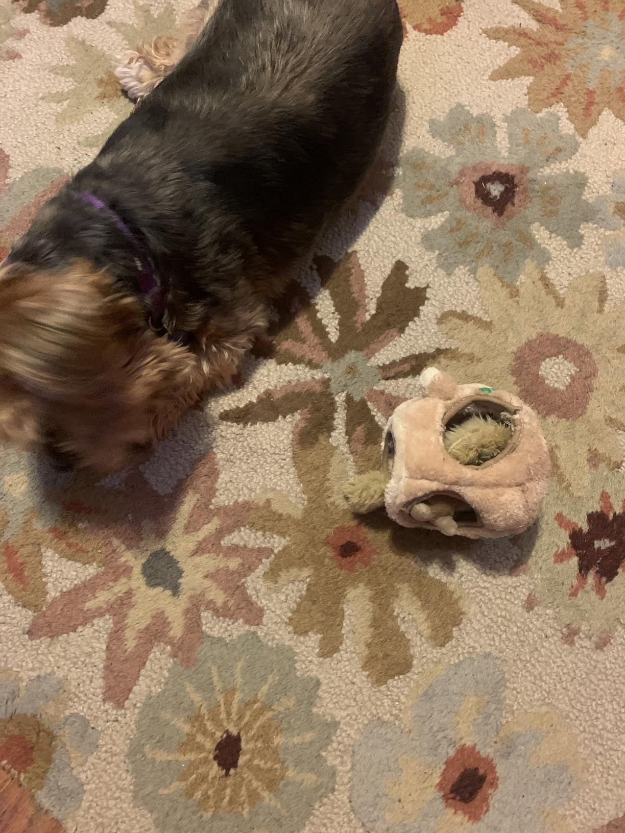 Outward Hound Hide-A-Squirrel Plush Squeaky Dog Toy, Small, 5